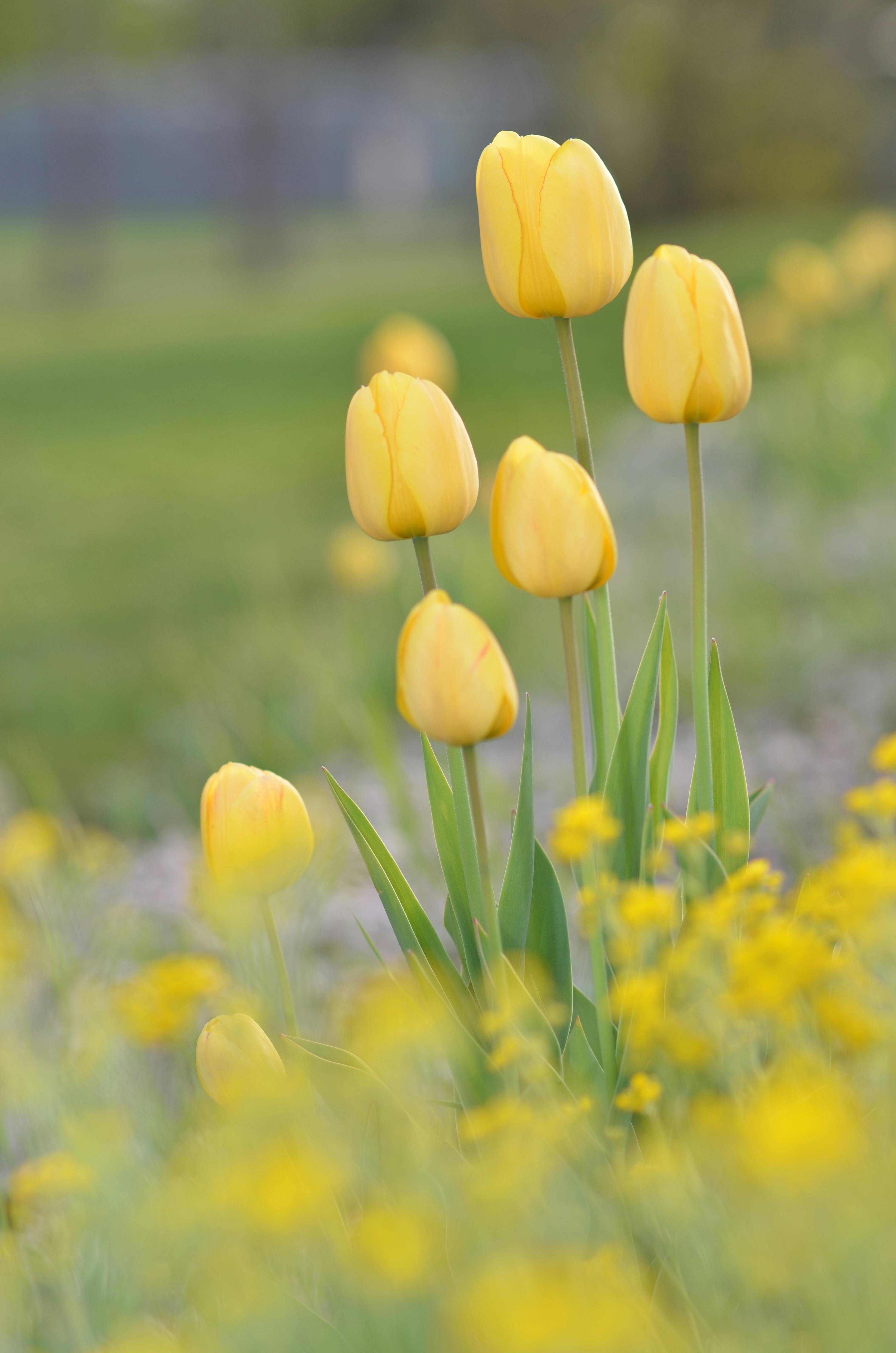 Bright yellow tulips in a serene garden setting · Free