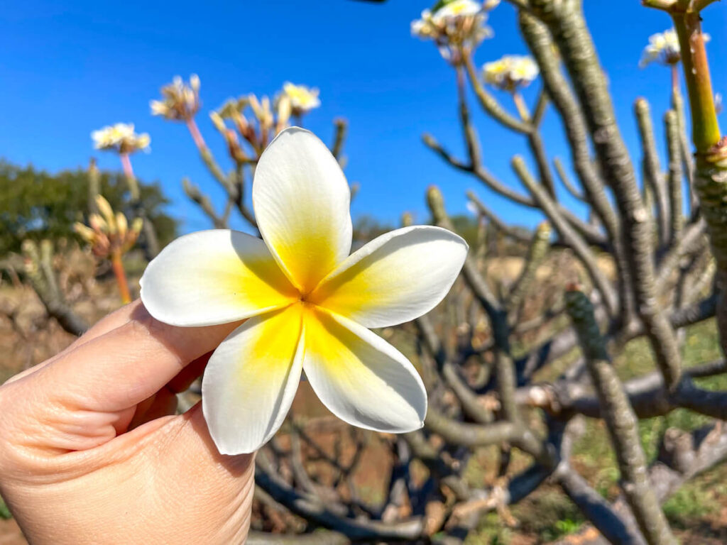 What to Do on a Maui to Moloka'i Day Trip