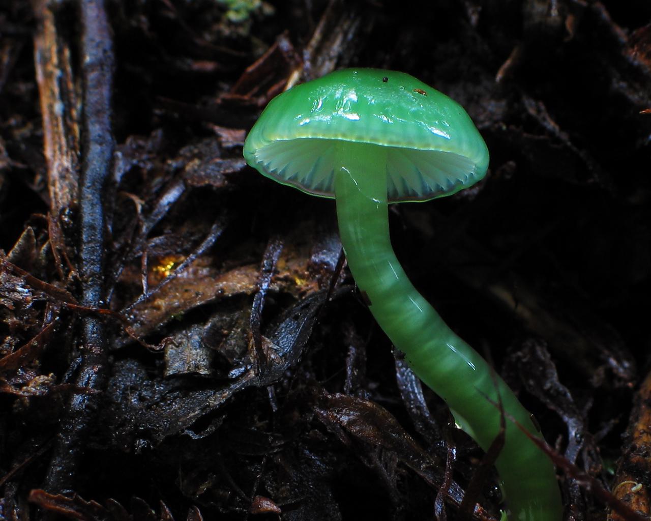 Enigmatic Green Mushroom in Nature
