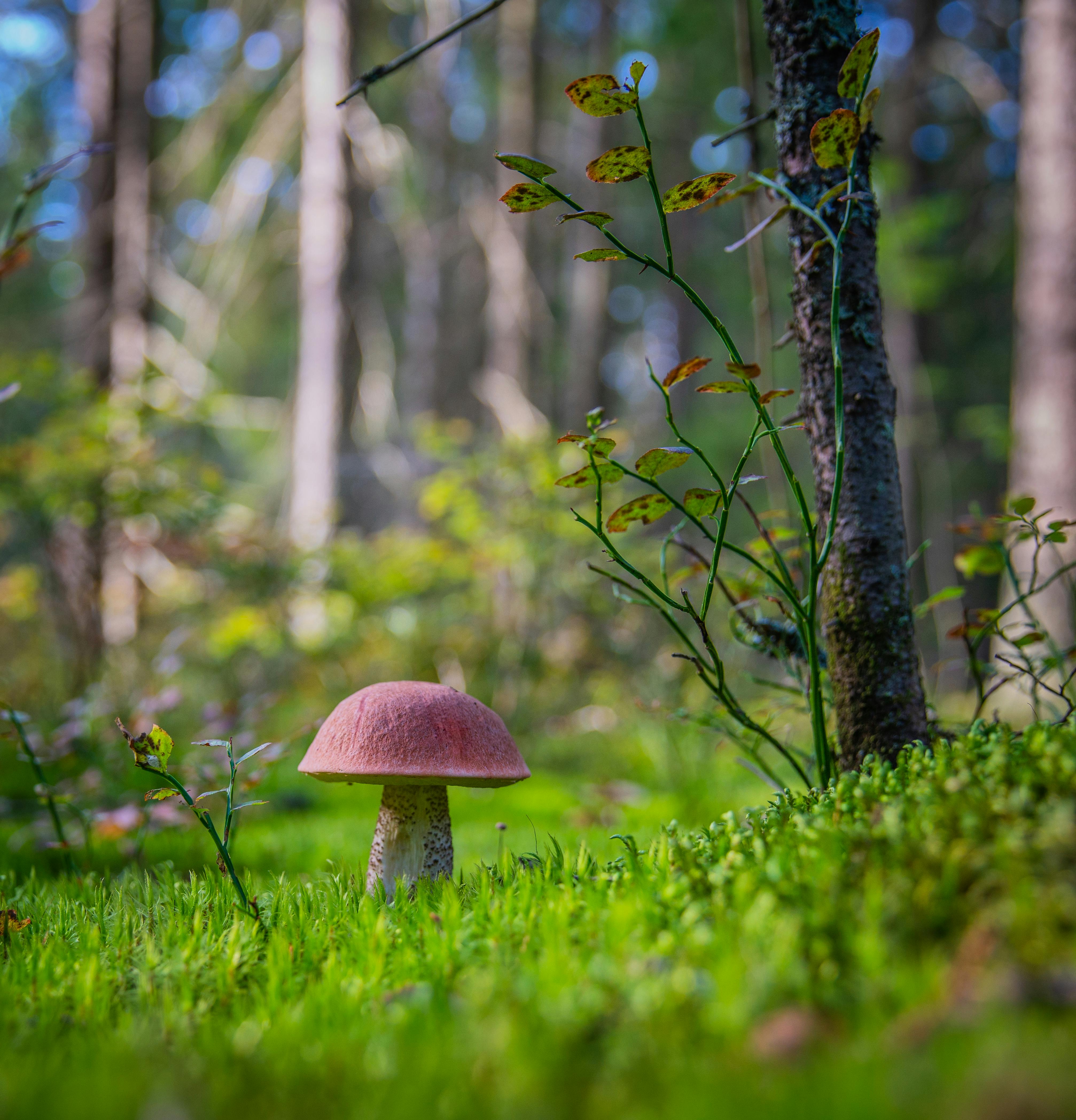Red Mushroom on Grass Field Selective Focus Photography · Free