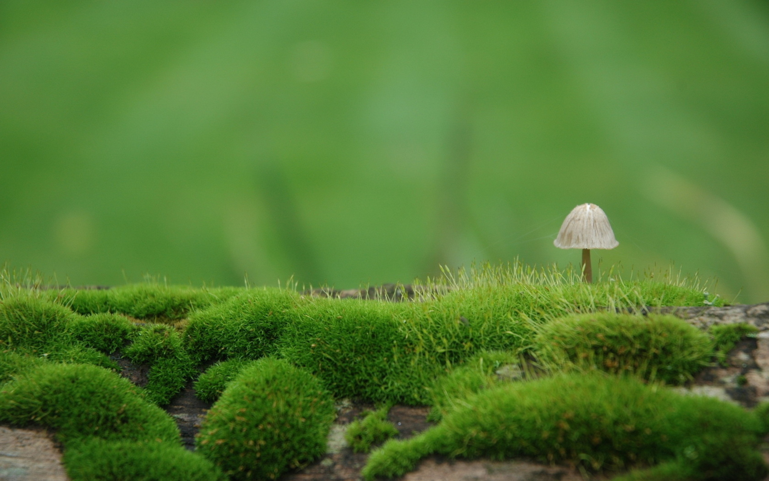Mushroom Serenity: HD Nature's Green Carpet Wallpaper