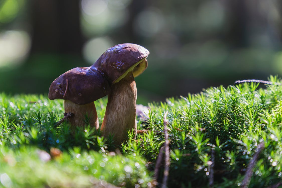 Close Up Shot Of Mushrooms · Free