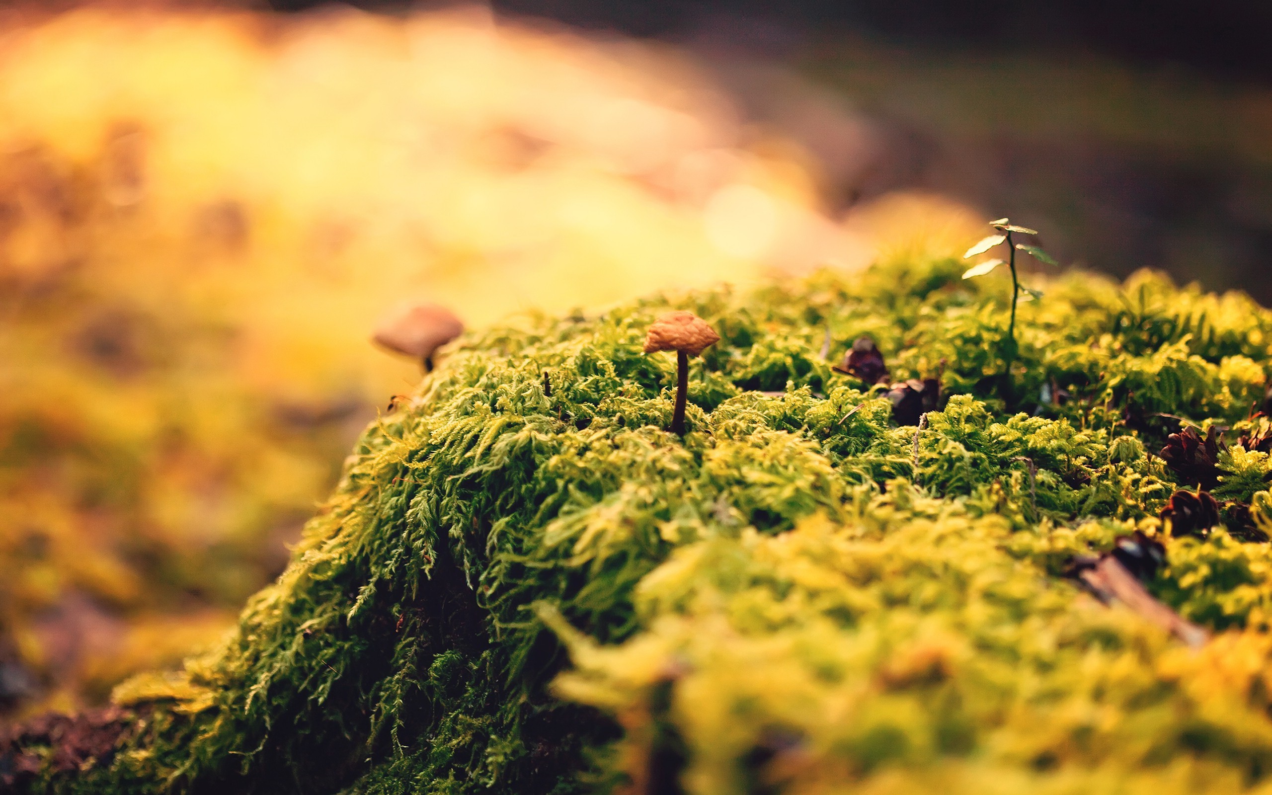 nature, Closeup, Green, Mushroom Wallpaper HD / Desktop and Mobile Background