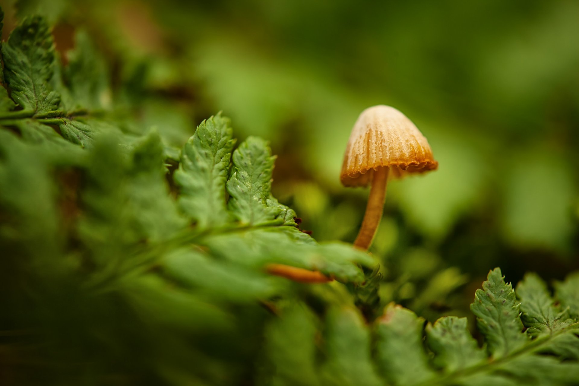 Green fern and small mushroom for your phone
