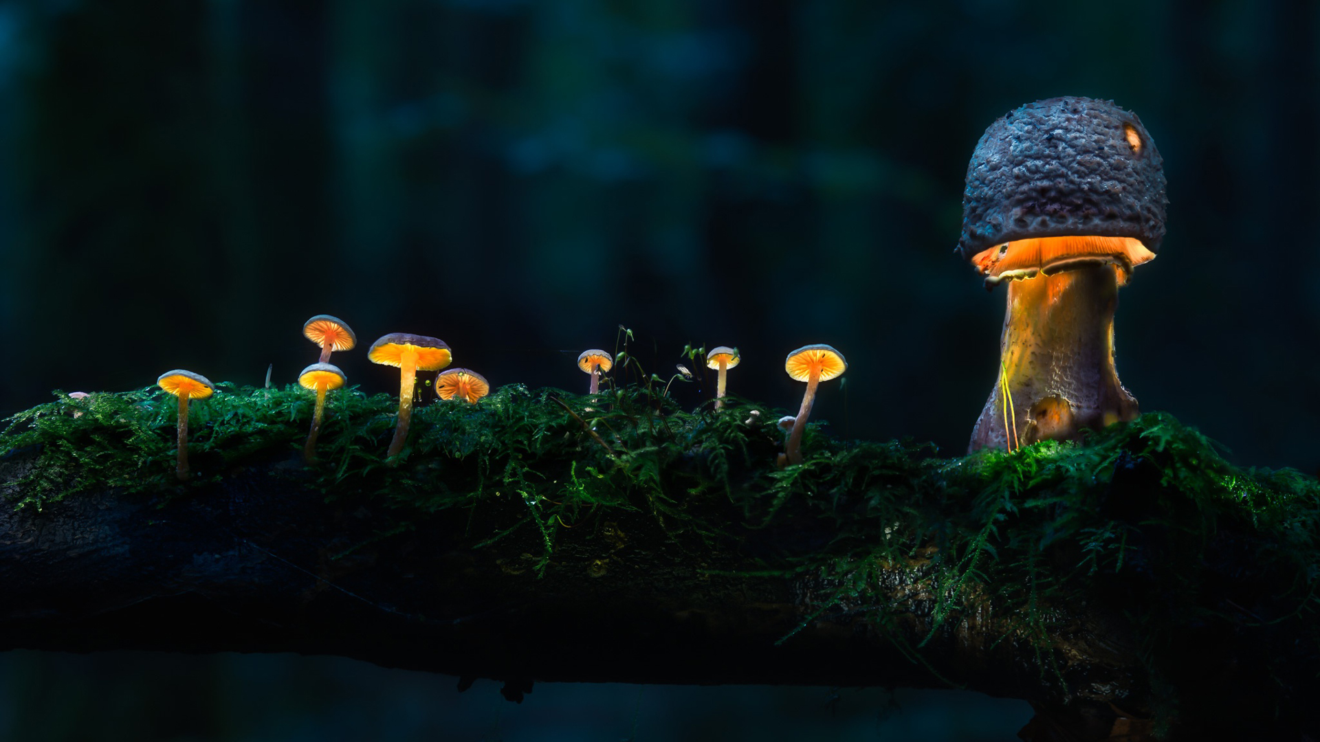 Mushrooms Green Plants In Black Background HD Mushroom Wallpaper