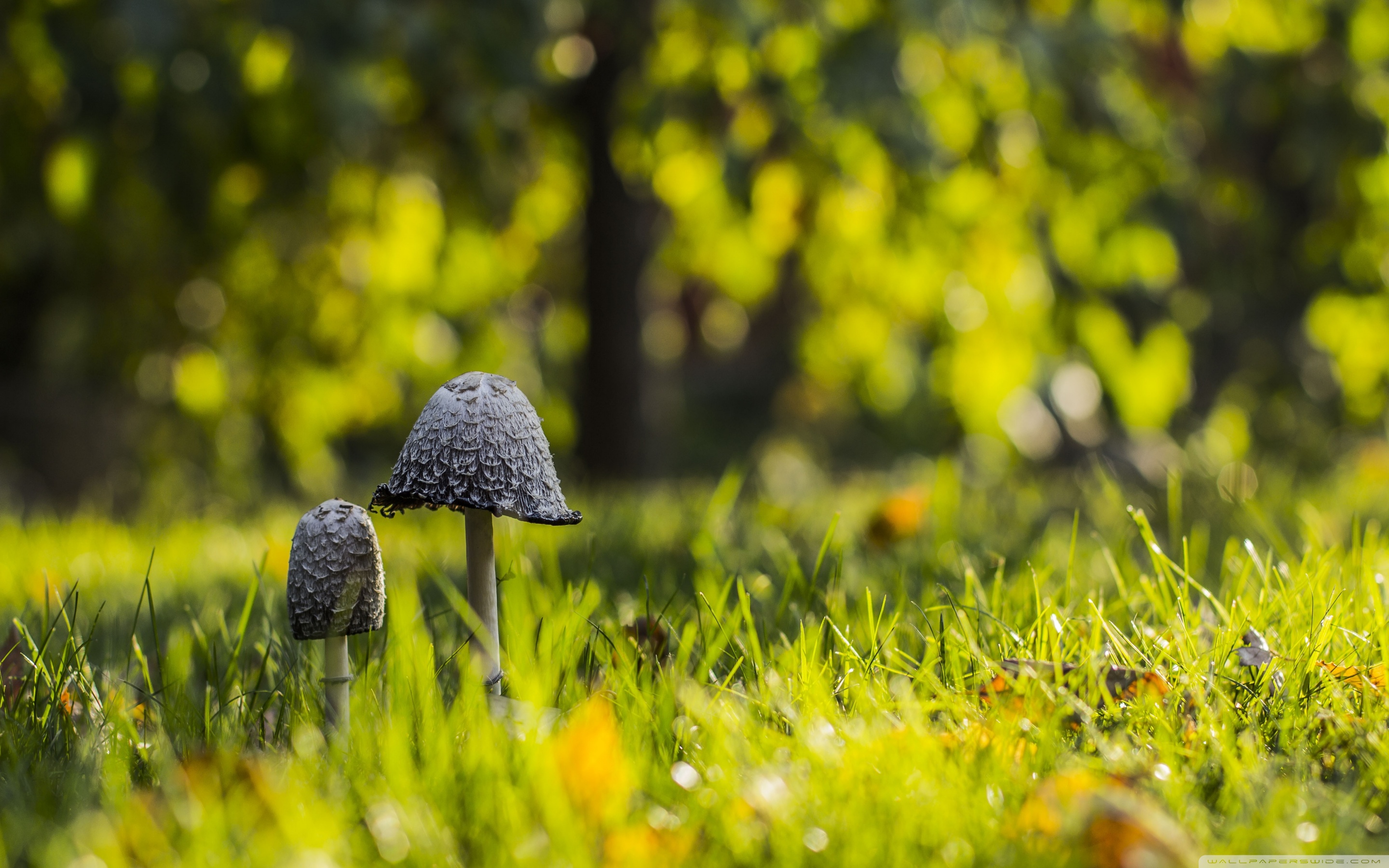 Mushrooms Green Grass 4K UHD Wallpaper for UltraHD Desktop and TV, Widescreen and UltraWide Display, Dual Monitor, Smartphone and Tablet Devices