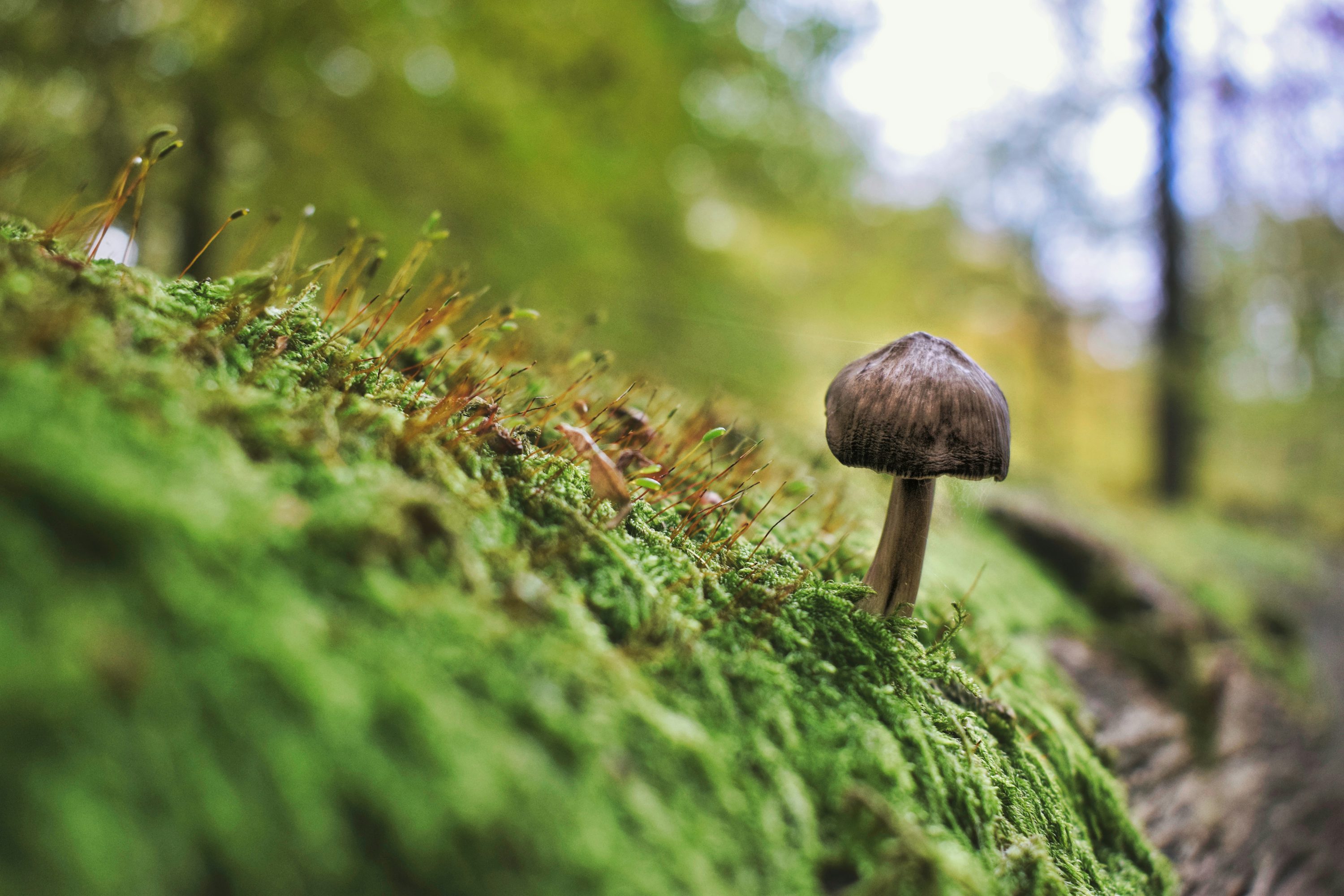 Closeup photo of fungus photo