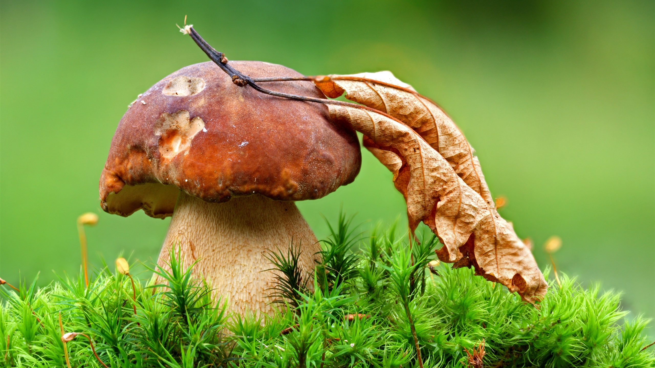 Wallpaper Mushroom and dry leaf, green grass 5120x2880 UHD 5K Picture, Image