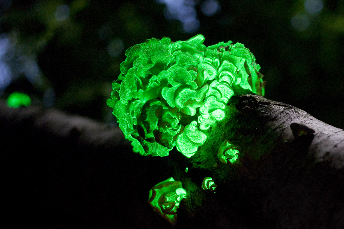 WnP: Wallpaper & Picture: Green Mushroom Wallpaper