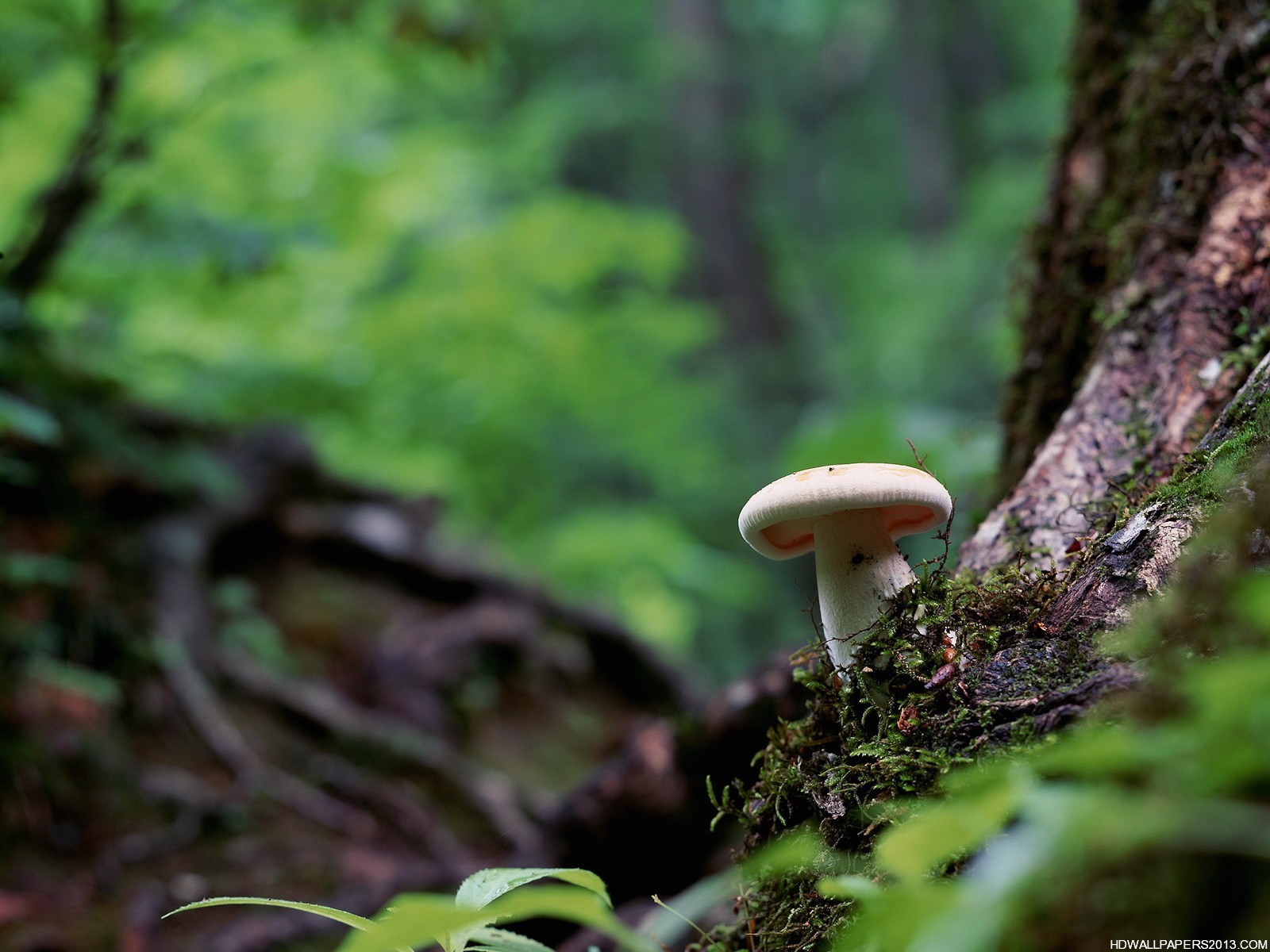 Mushroom Wallpaper. High Definition Wallpaper, High Definition Background