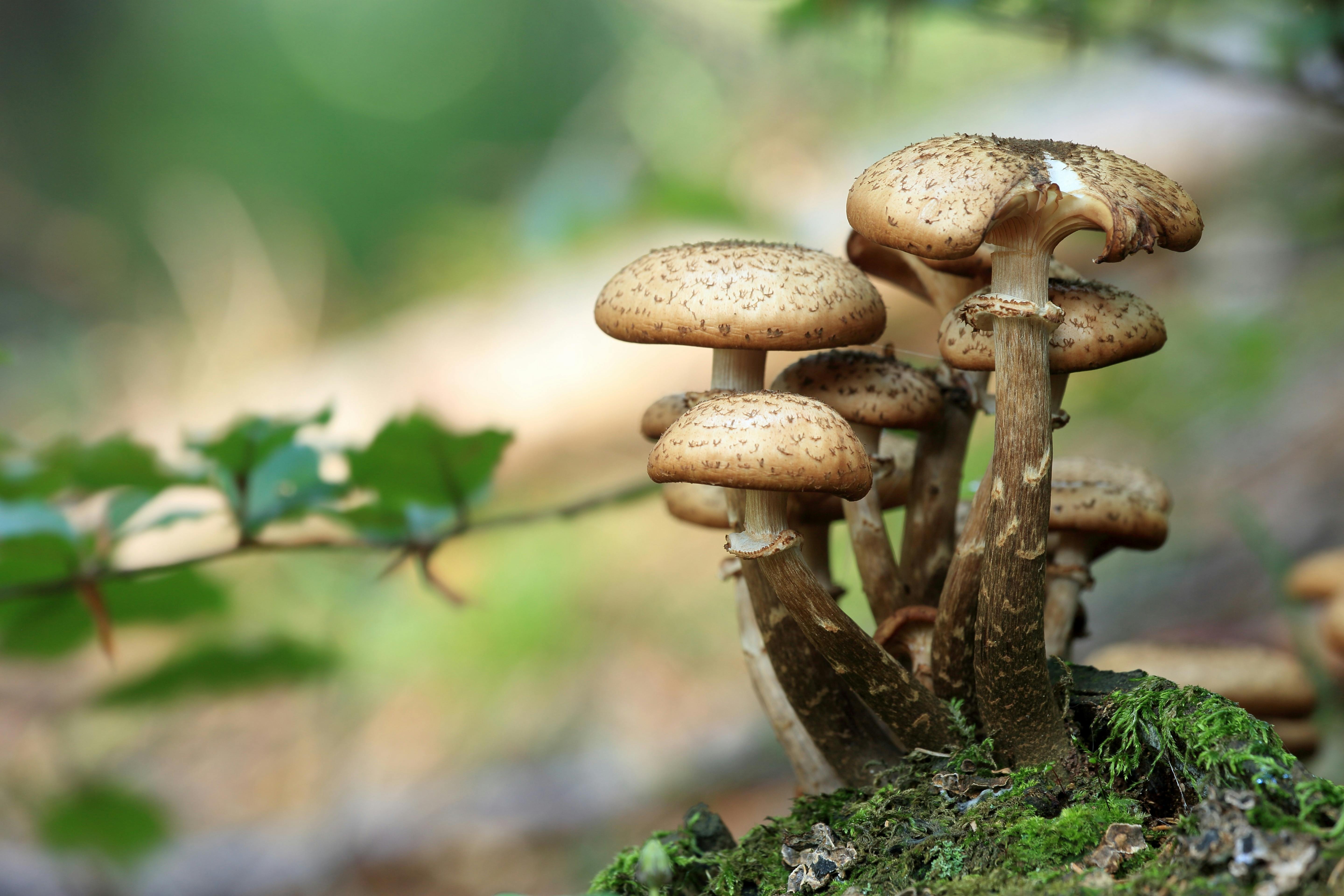 Mushrooms Photo, Download The BEST Free Mushrooms & HD Image