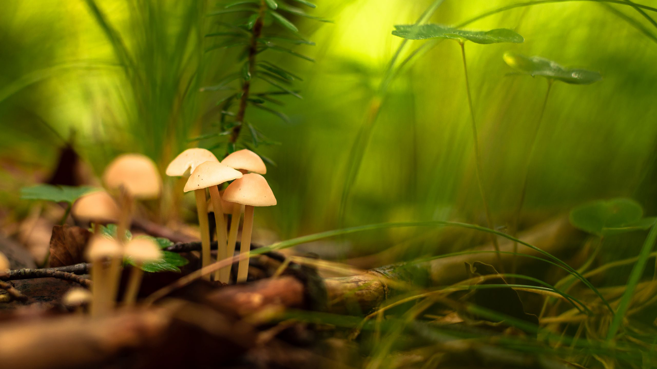 Macro Of Mushroom With Shallow Background Of Greens Leaves HD Nature Wallpaper