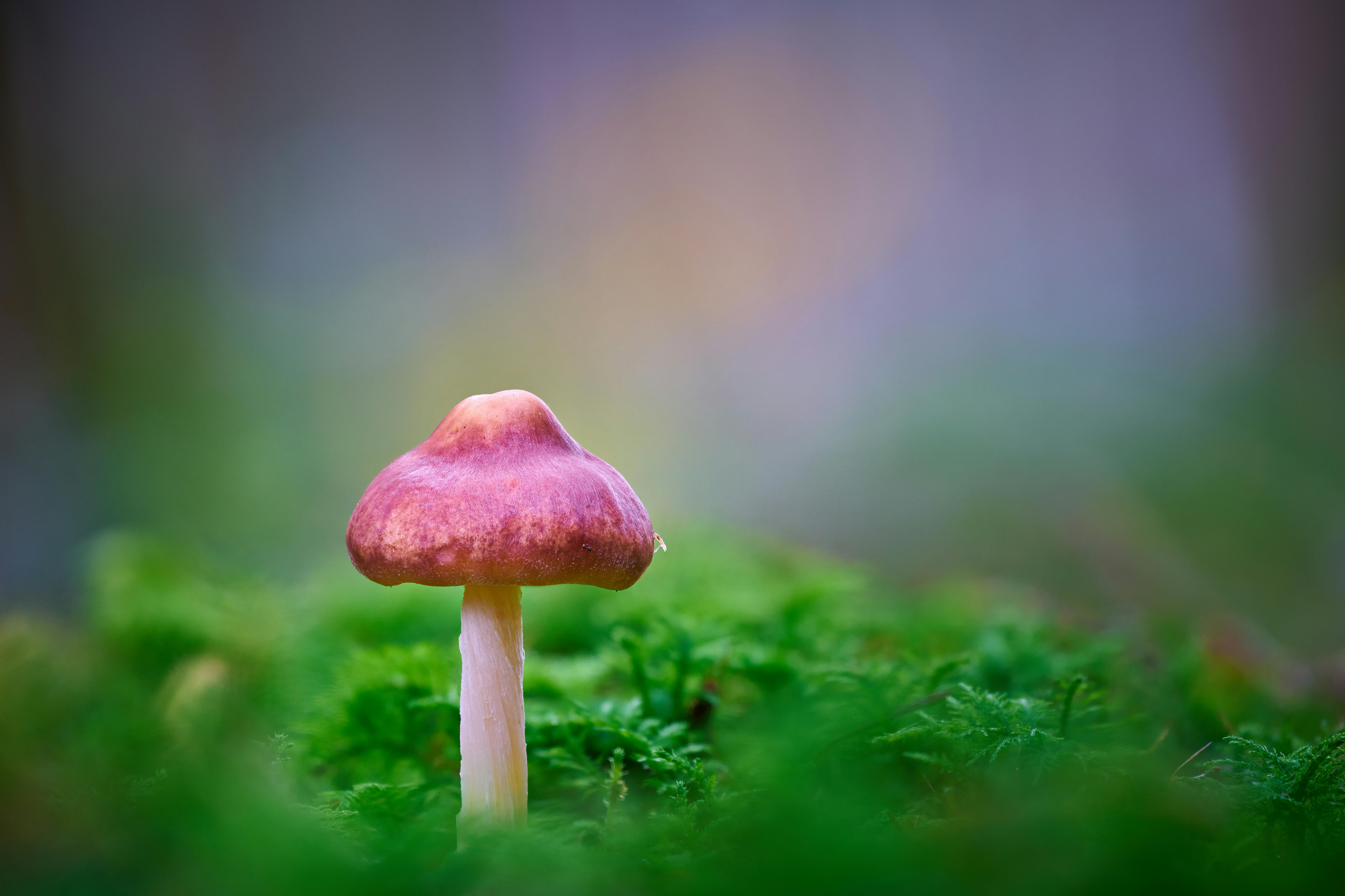 Purple Mushroom in Lush Green Forest Background · Free
