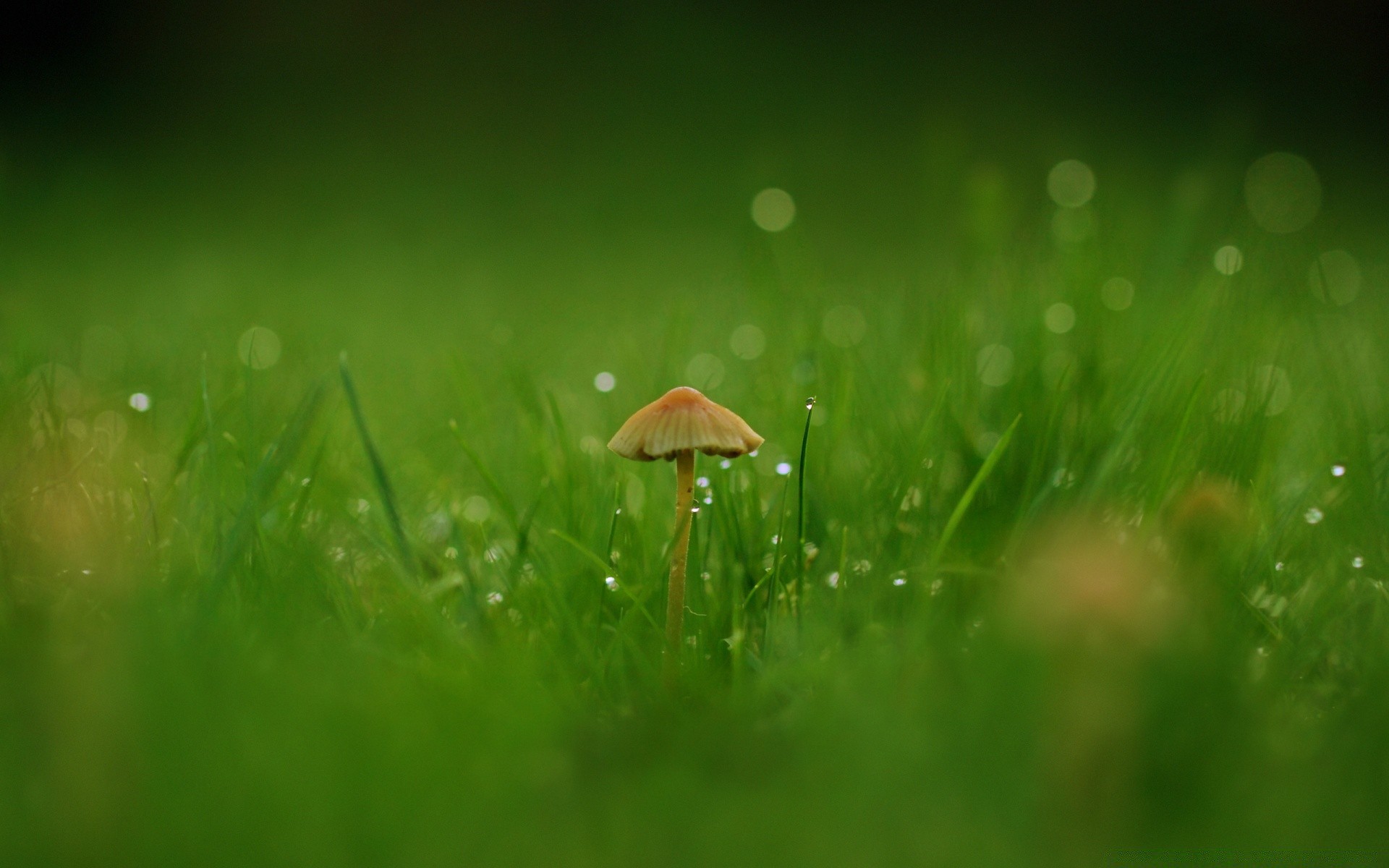 Macro photography of a mushroom on a background of green grass