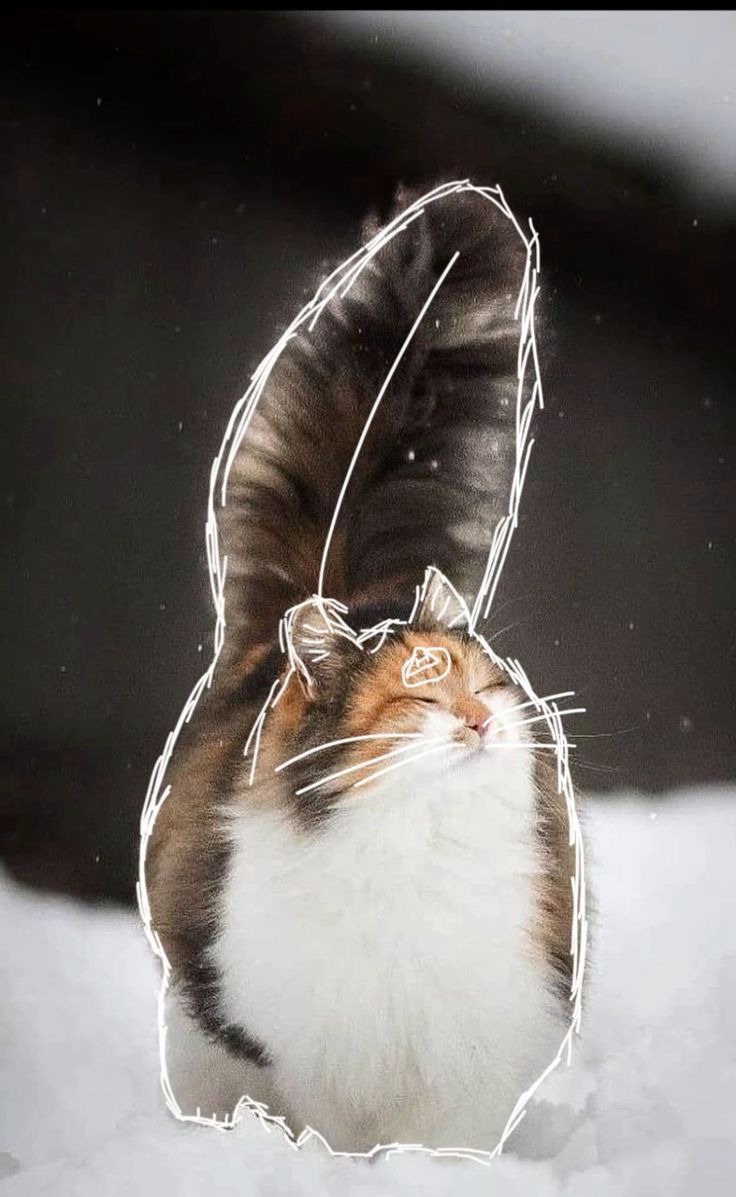 calico cat therian pfp