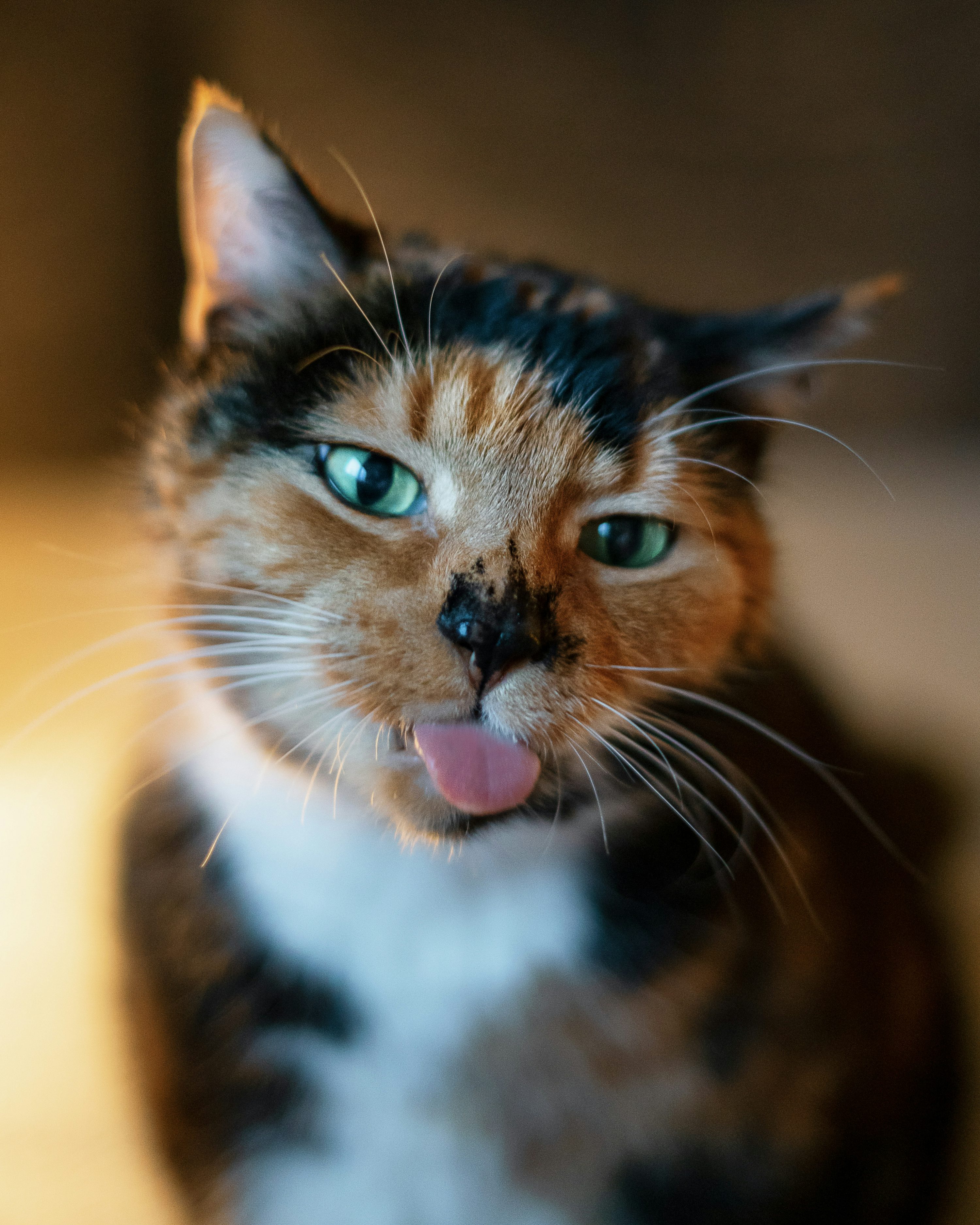A close up of a cat with its tongue out photo