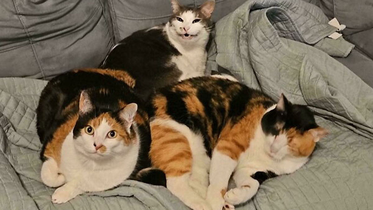Goofy, Adorable And Simply Lovable Calico Cats In Their Element