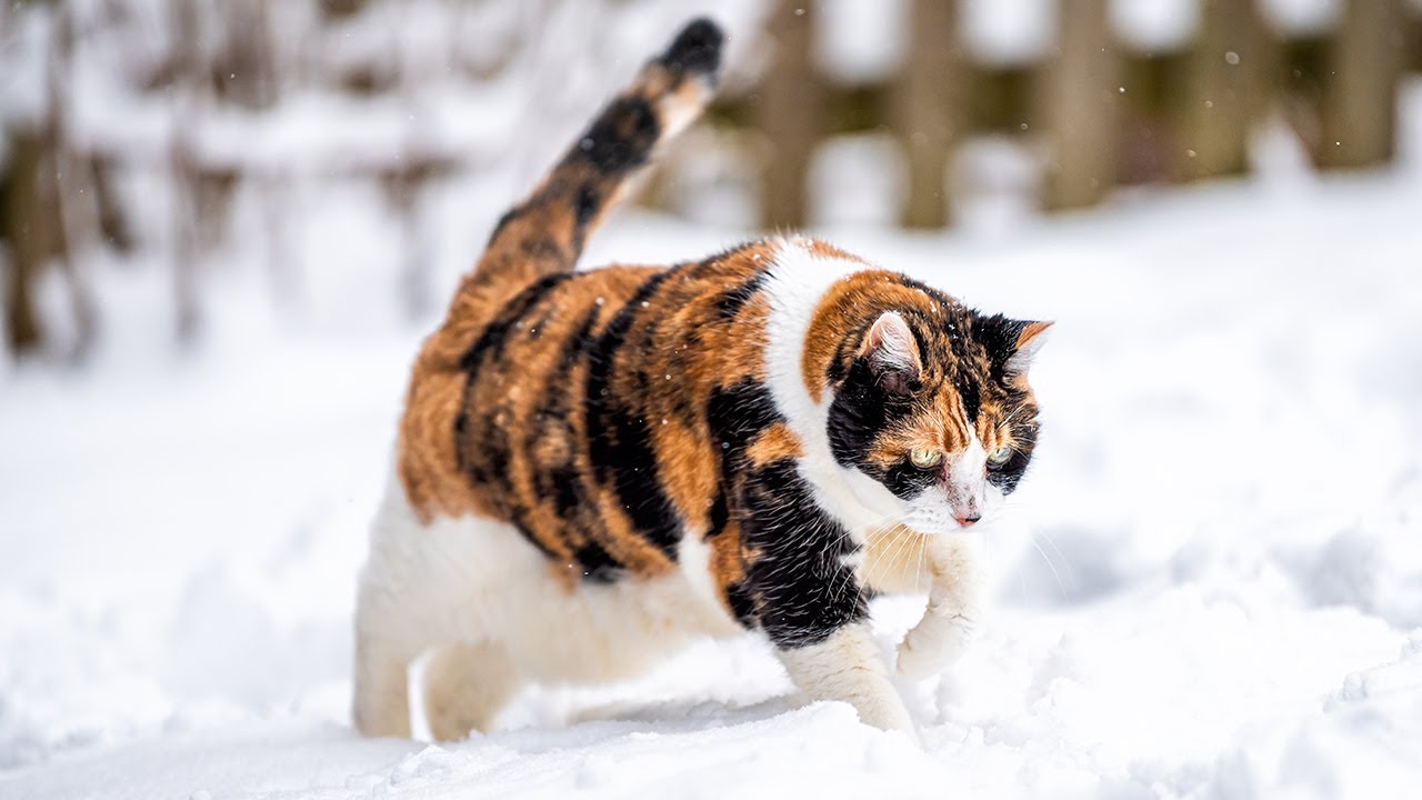 Cassi The Calico Cat (2003 2021)