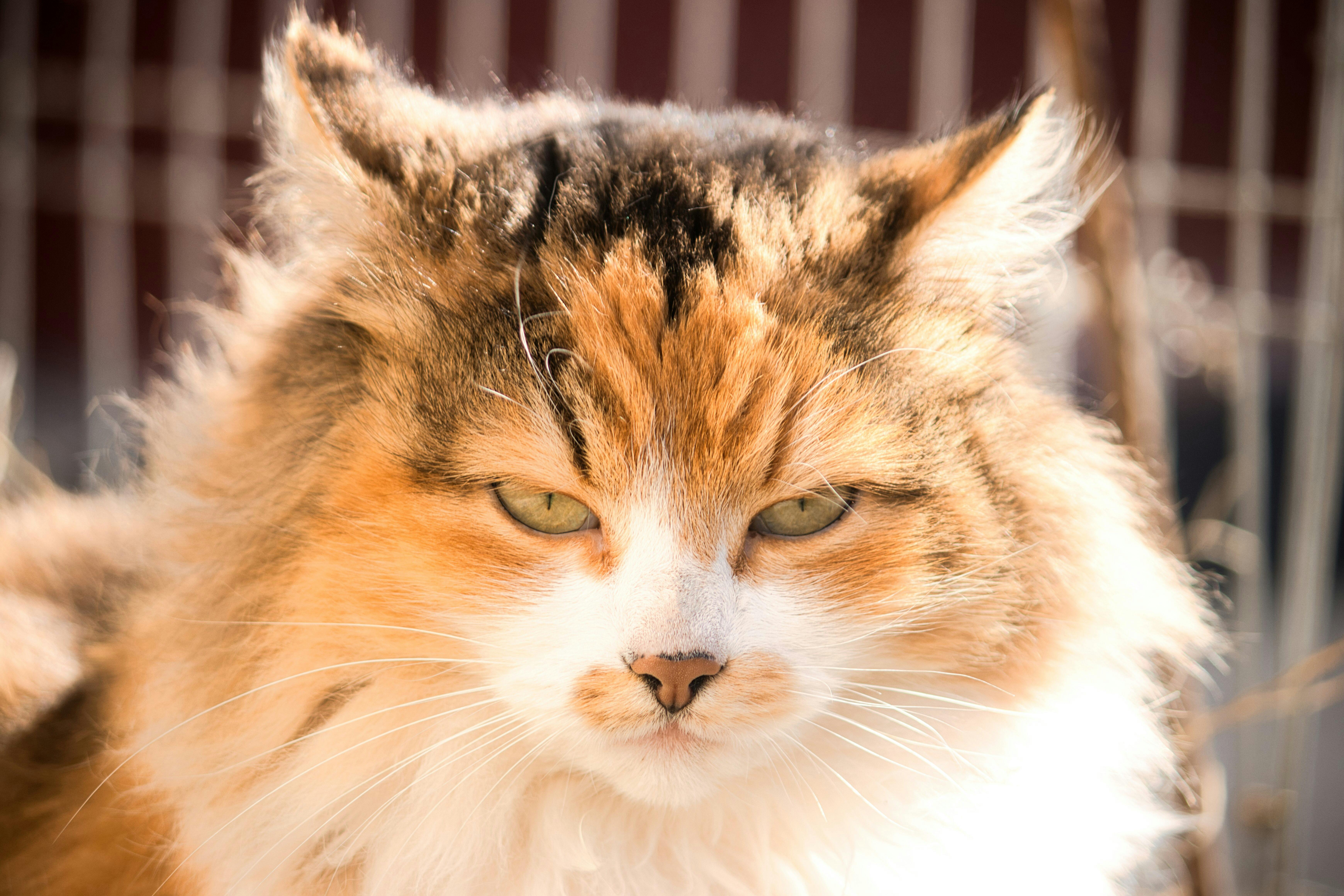 A calico cat with green eyes looking at the camera · Free