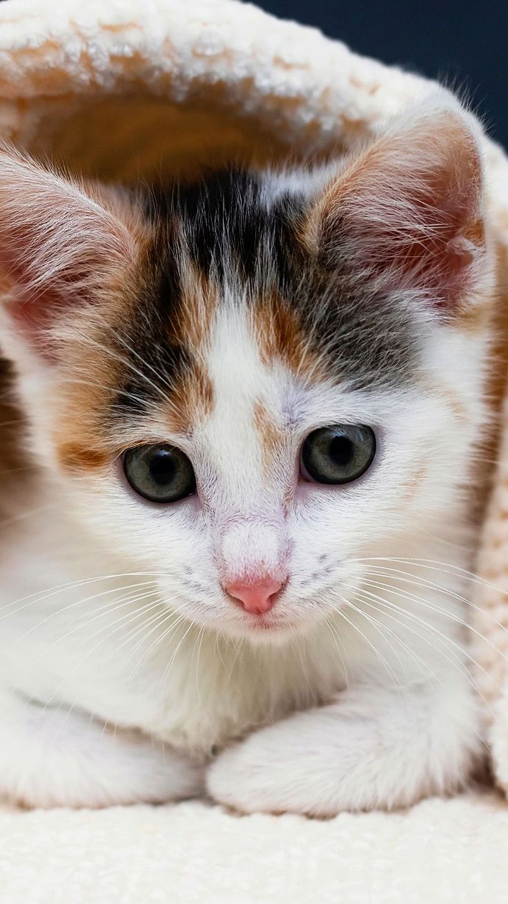 CUTE LITTLE KITTY. CUTE CAT PHOTOS