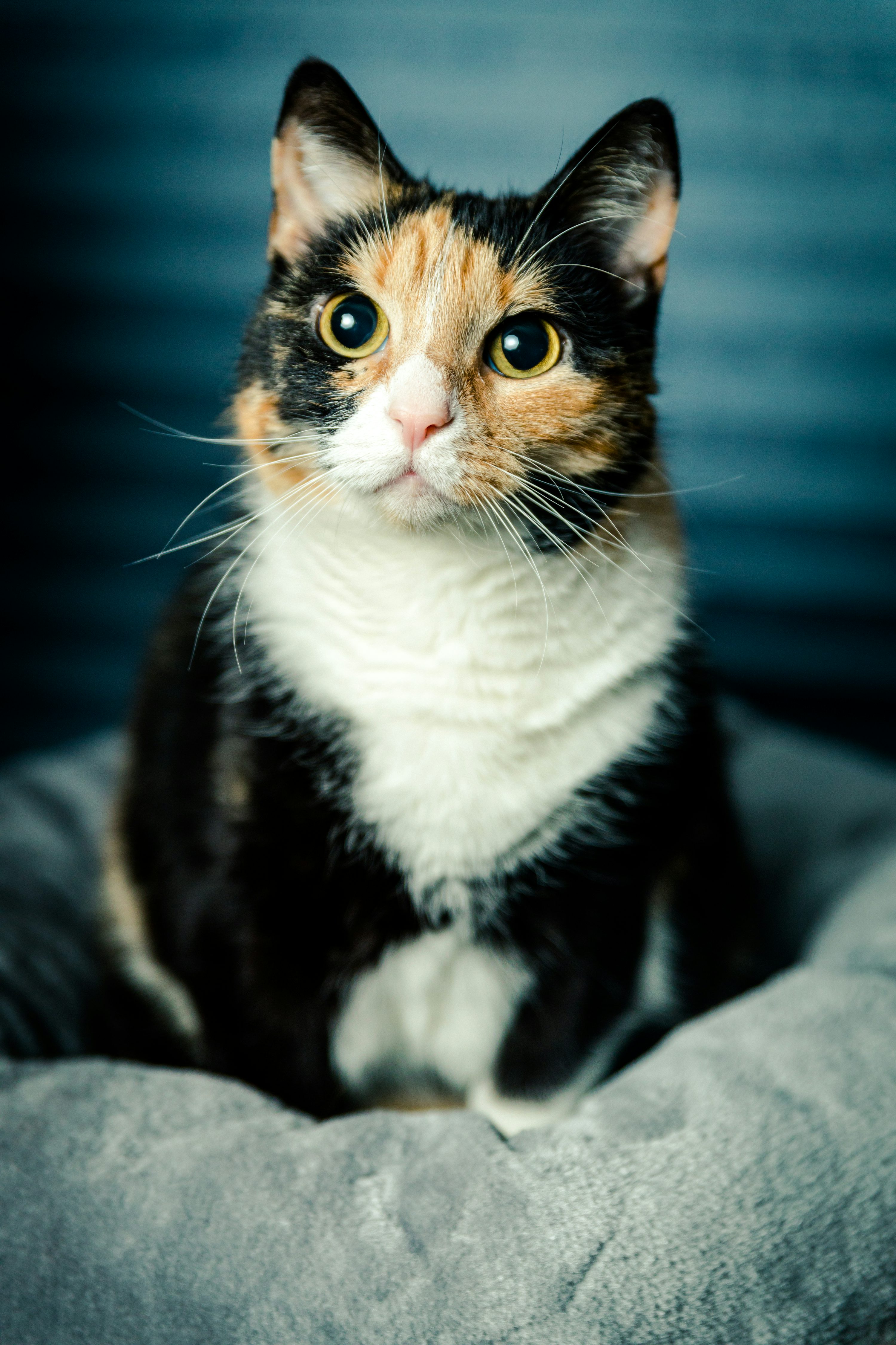 30,Calico Cat Picture. Download Free Image