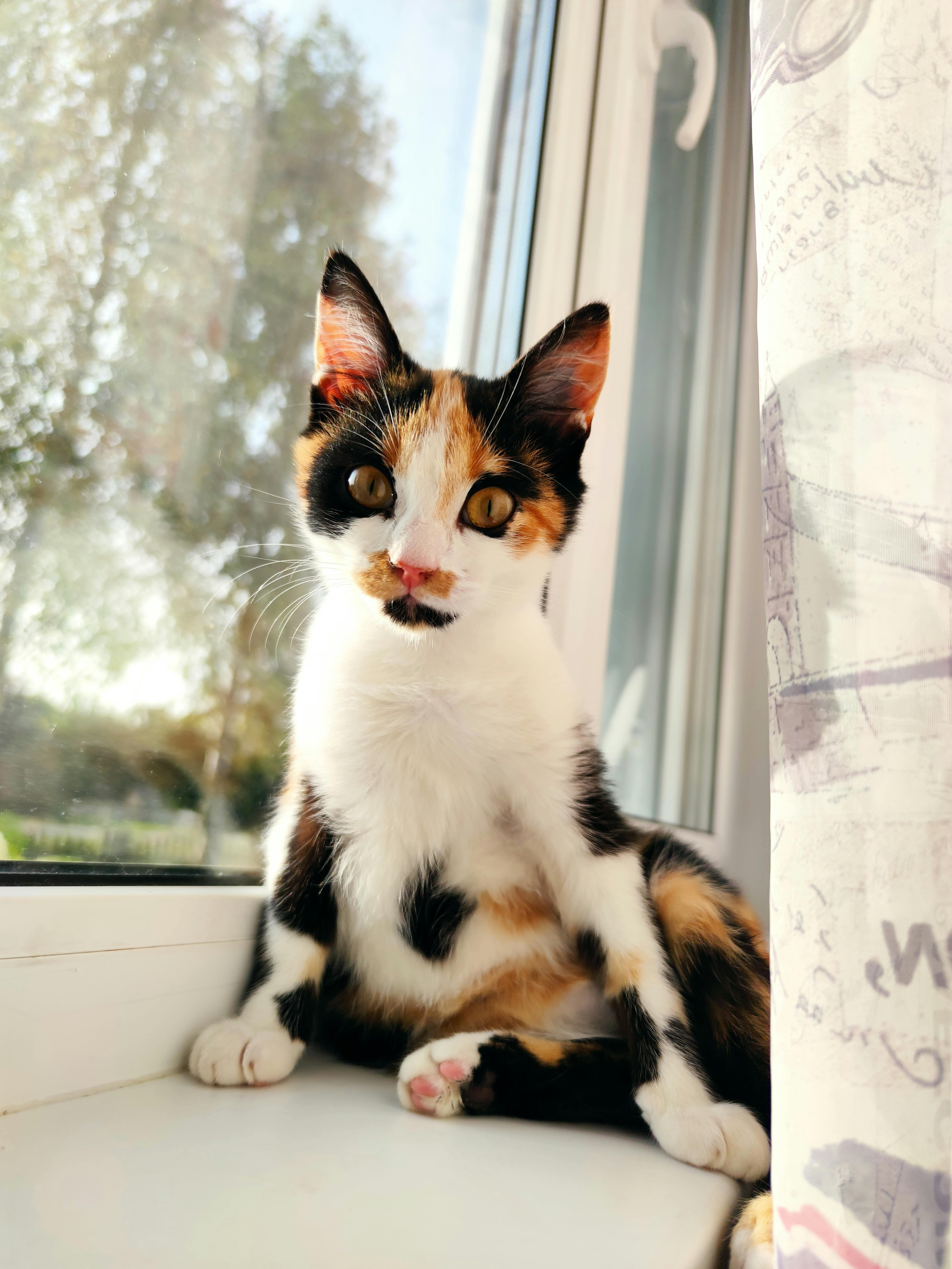 Calico Cat Sitting by the Window · Free
