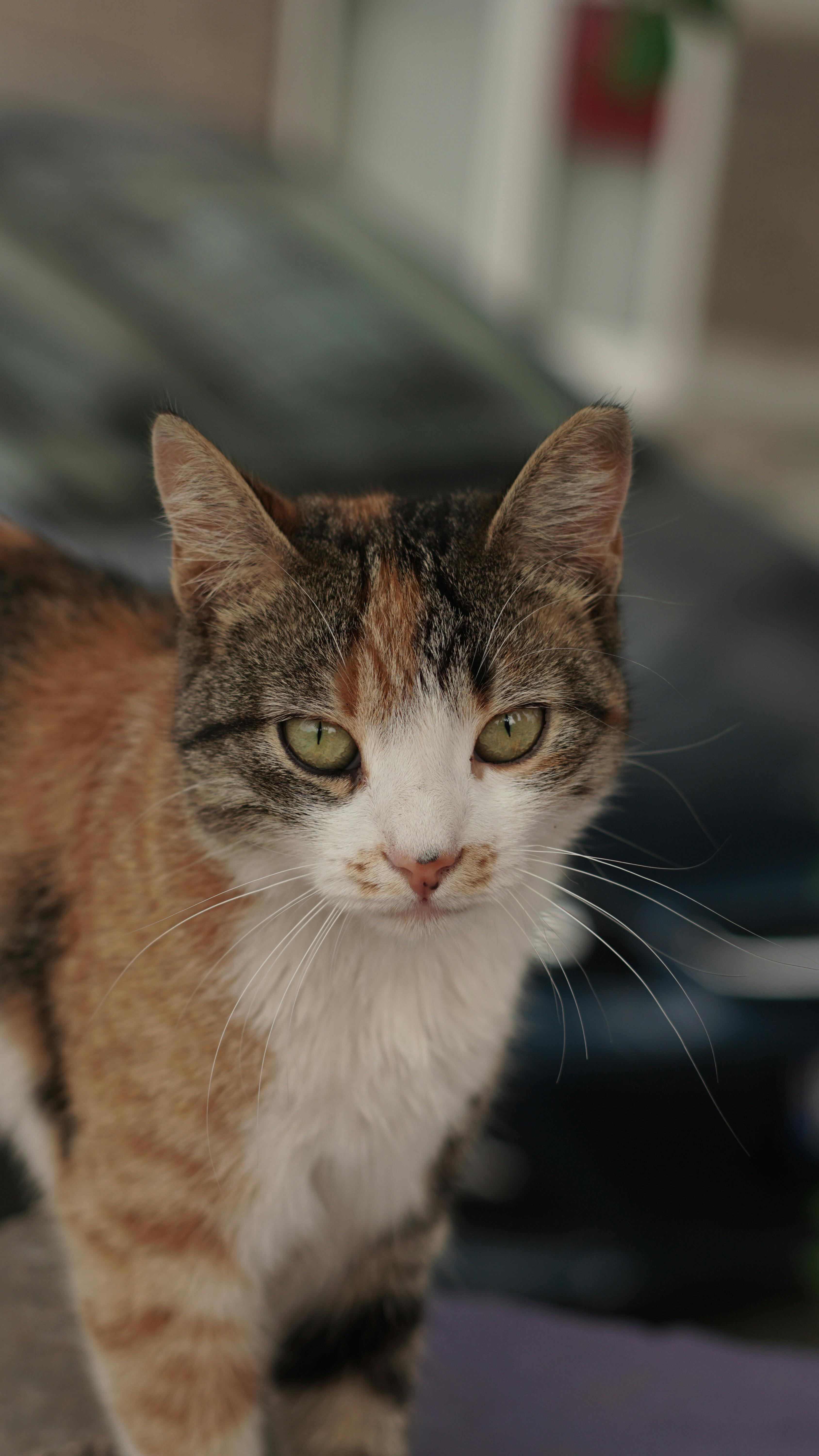 A calico cat is looking at the camera · Free