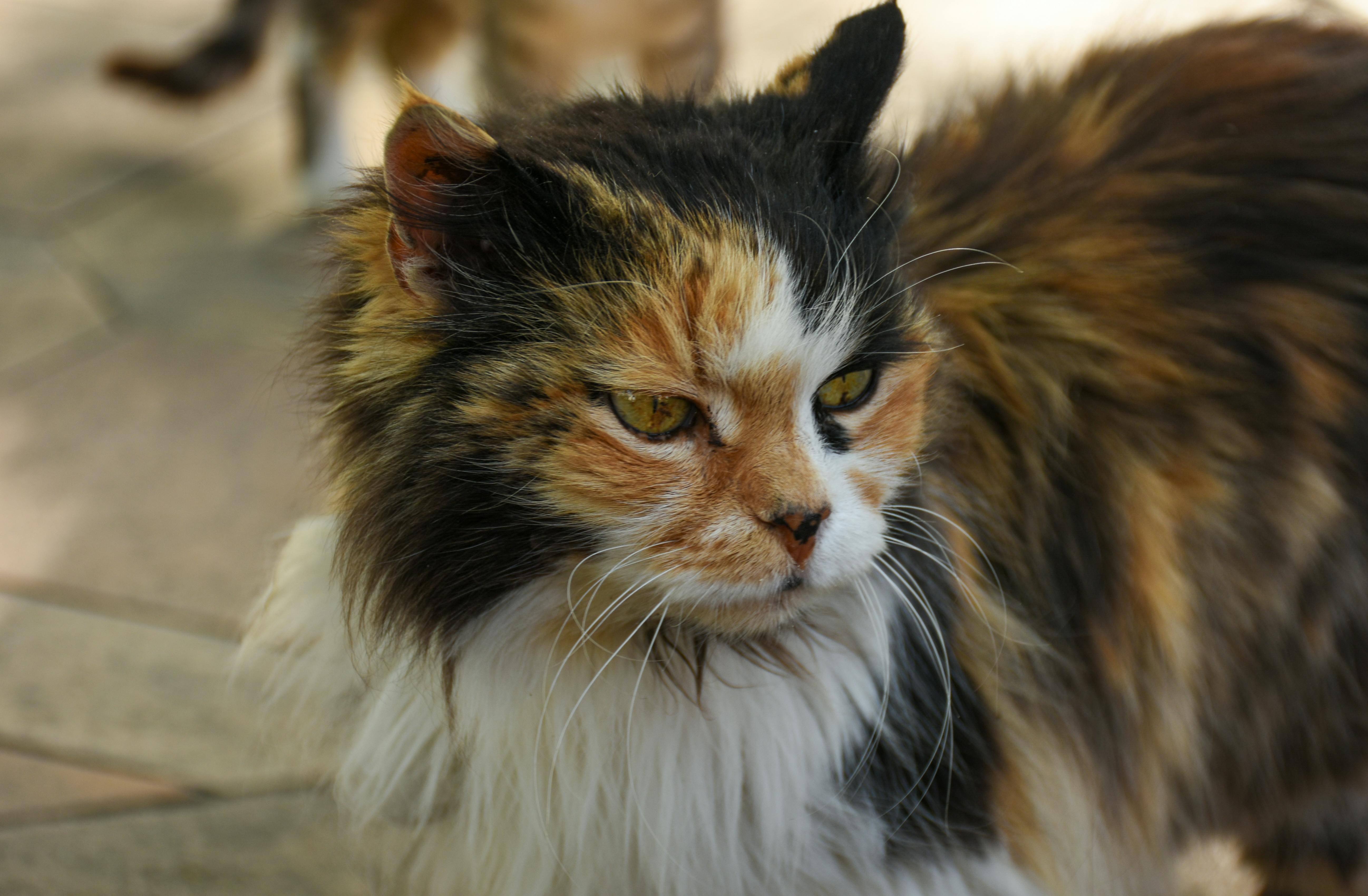 A calico cat with green eyes looking at the camera · Free