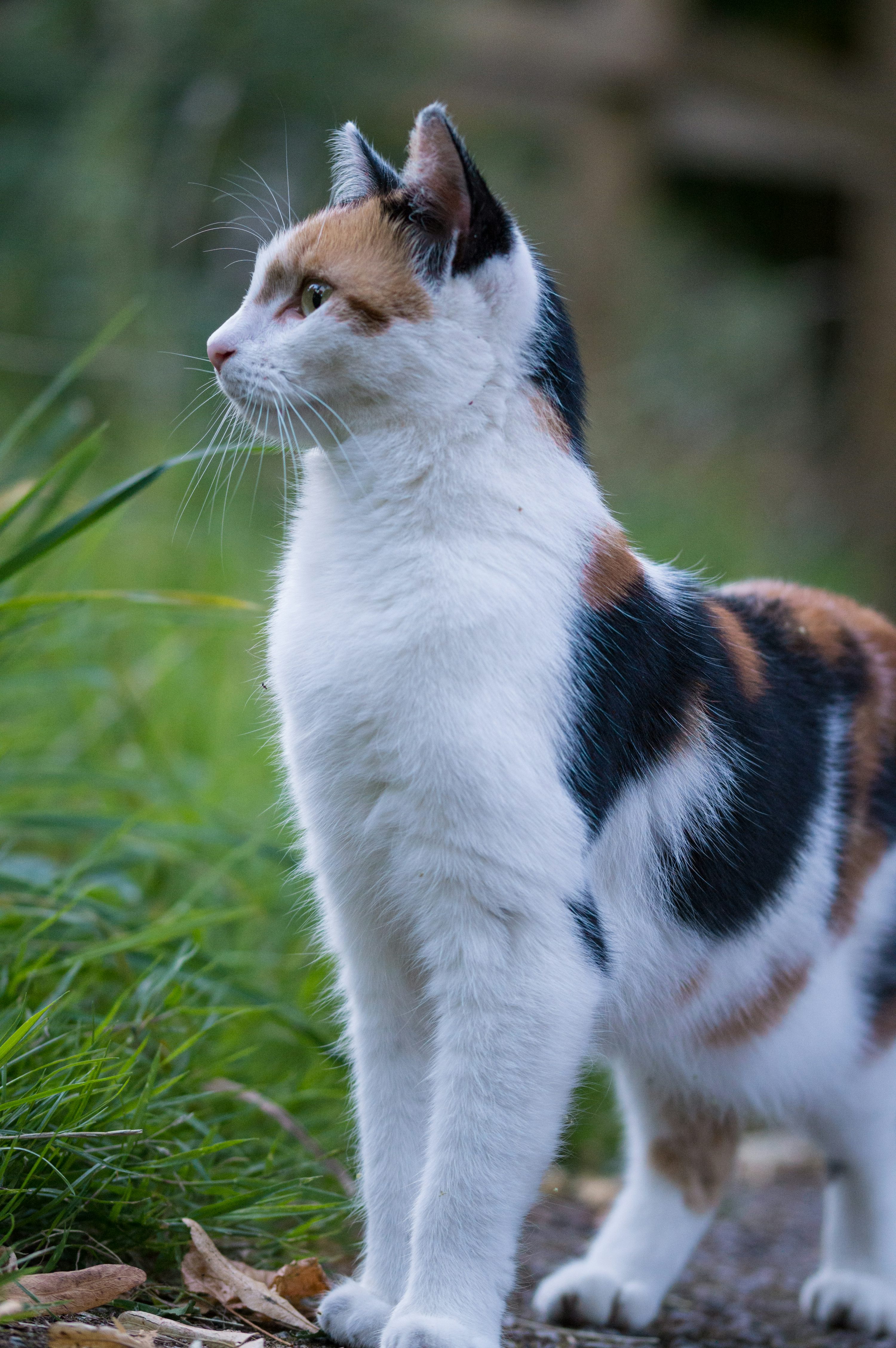 30,Calico Cat Picture. Download Free Image