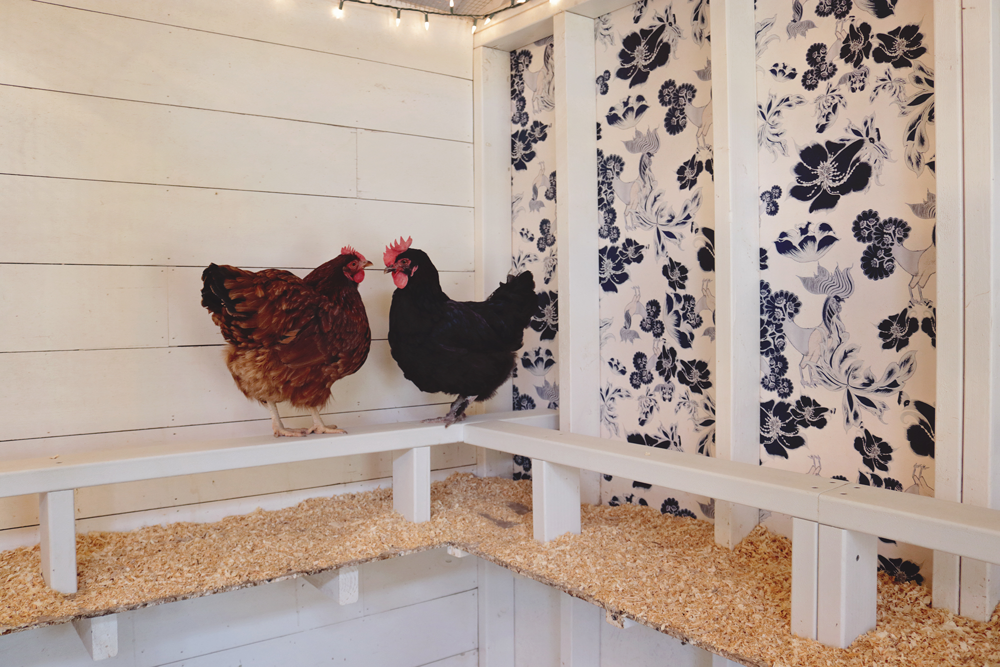 How to Wallpaper a Chicken Coop