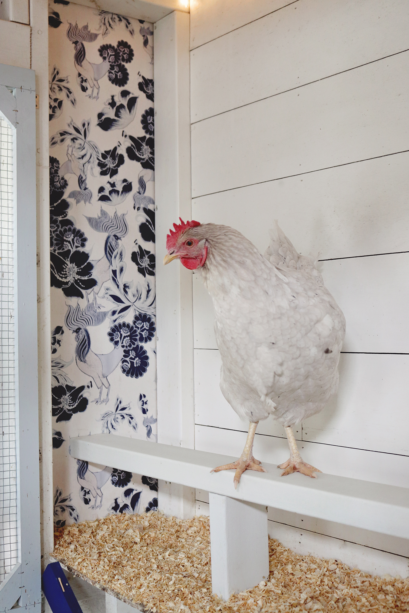 How to Wallpaper a Chicken Coop