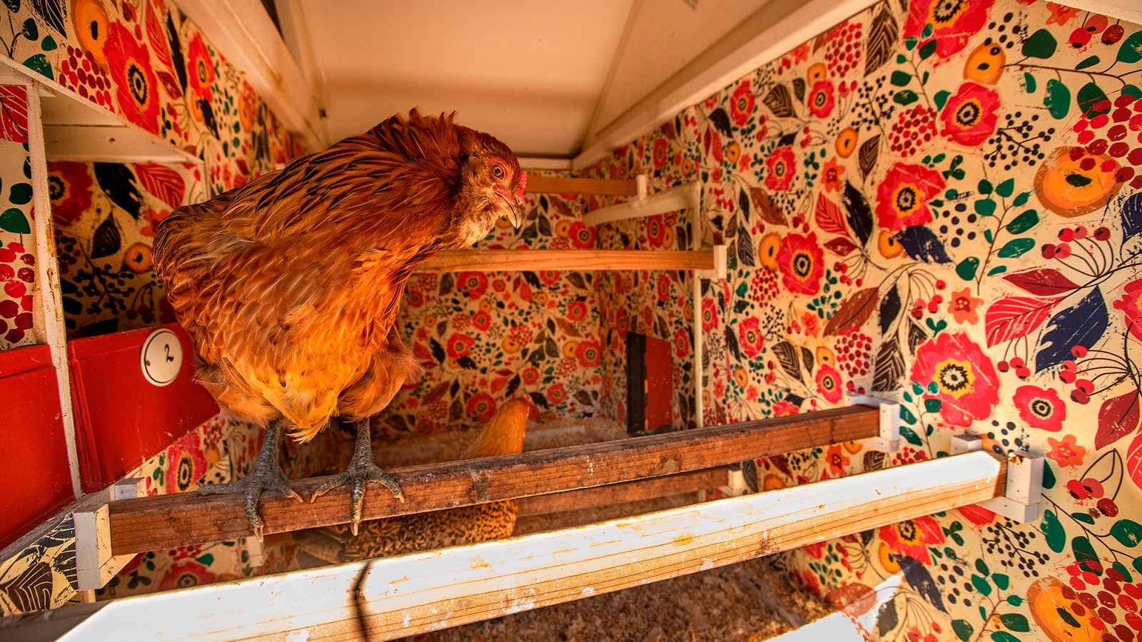 Designer chicken coops: From chandeliers to AC, how some L.A. owners pamper their pets