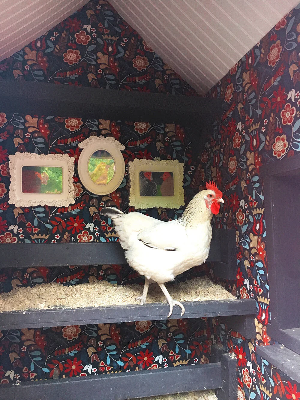 A Snoop Around the Coop