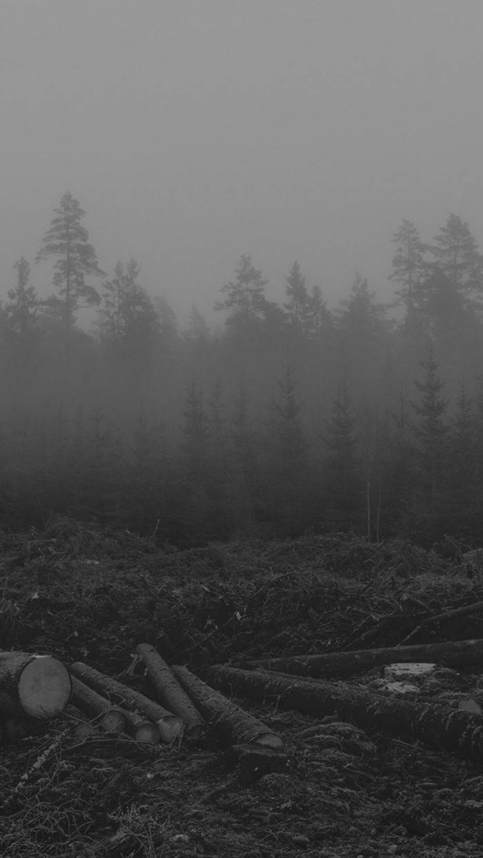 Download Sad&Lonely Forest iPhone Wallpaper