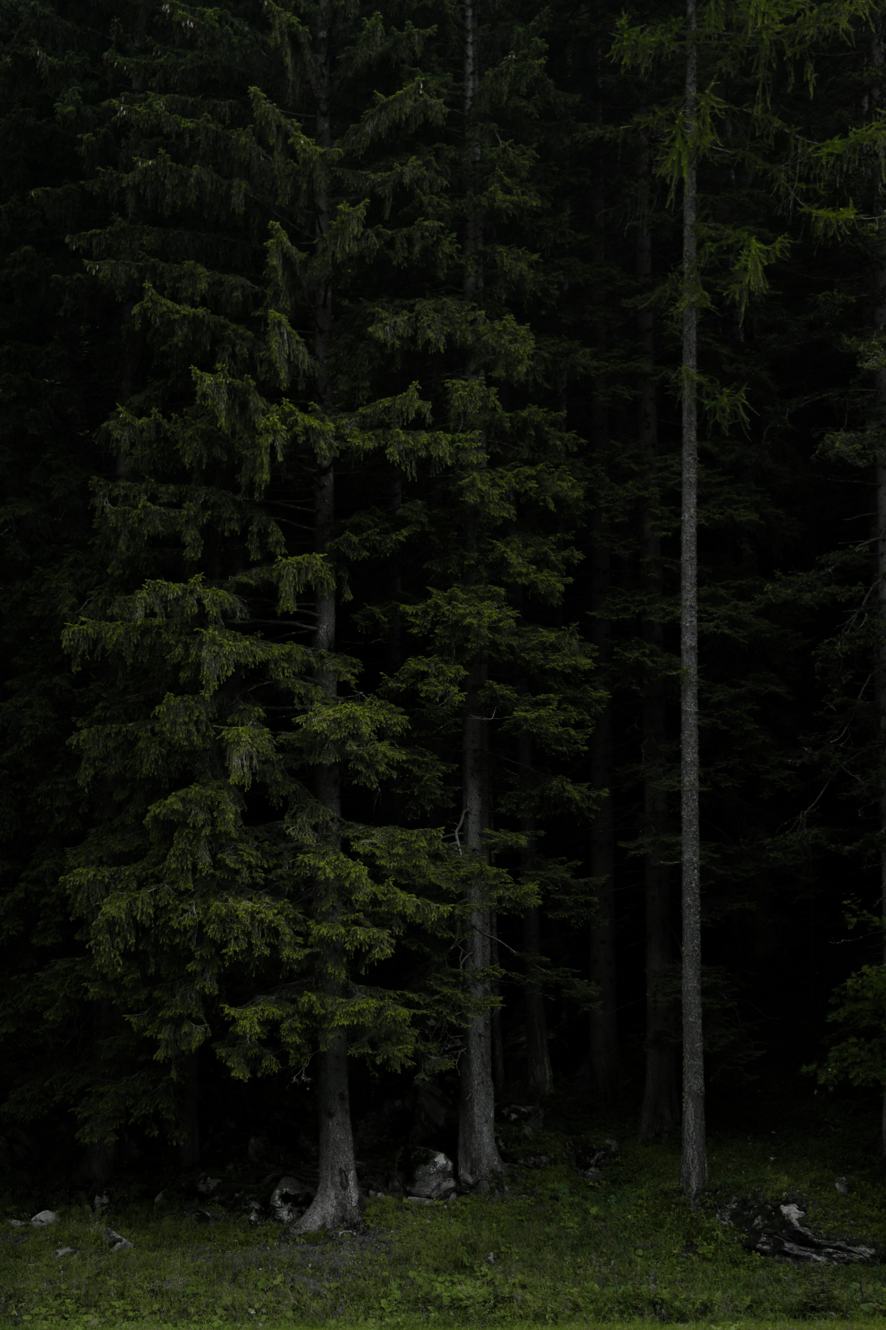 Dark Forest Picture [HD]. Download Free Image