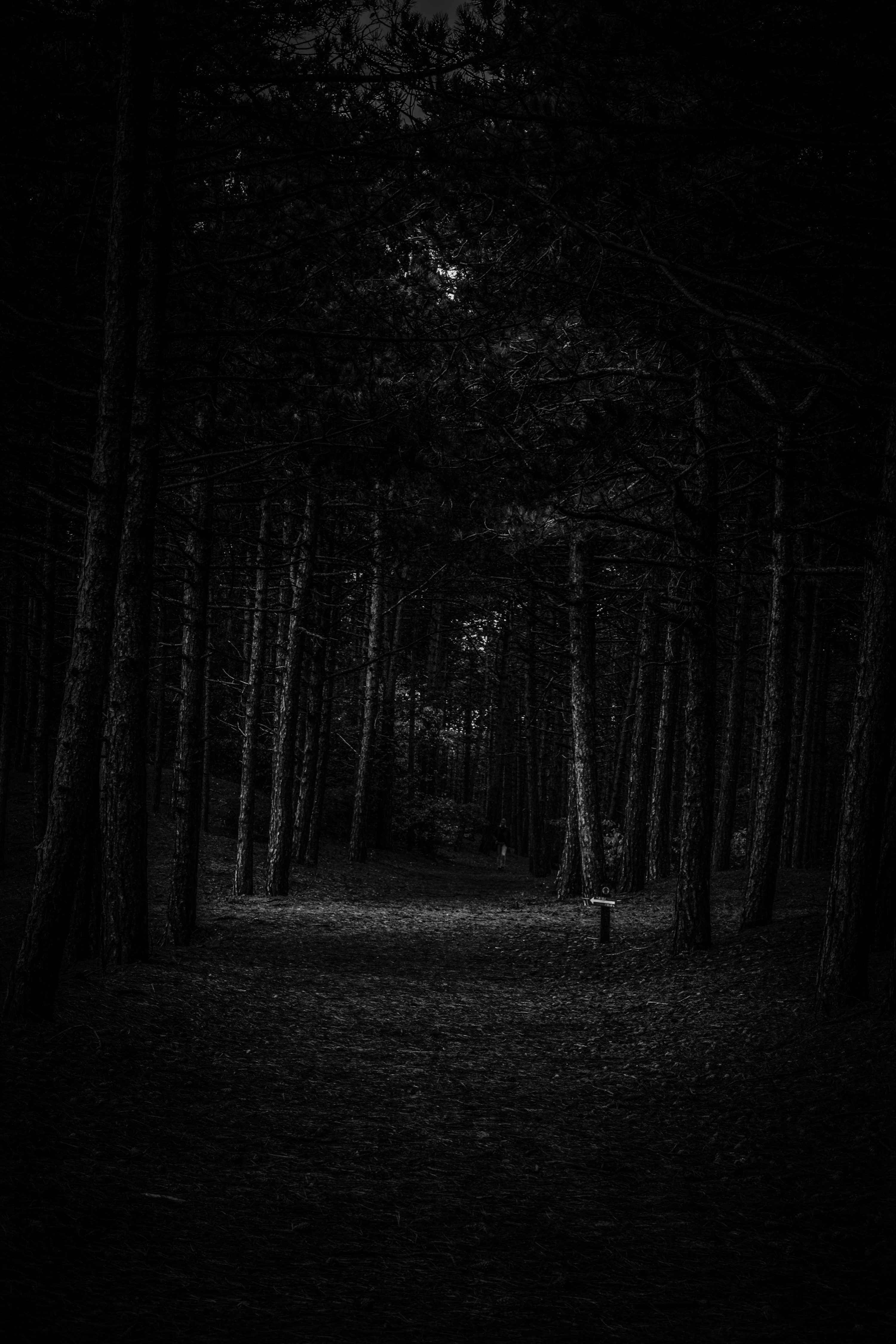 Dark Forest Picture [HD]. Download Free Image