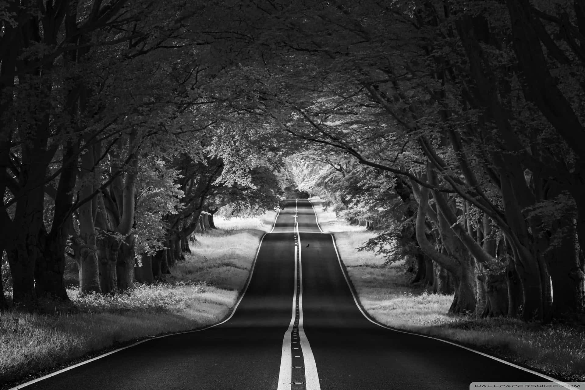 Download A Black And White Photo Of A Road In The Forest