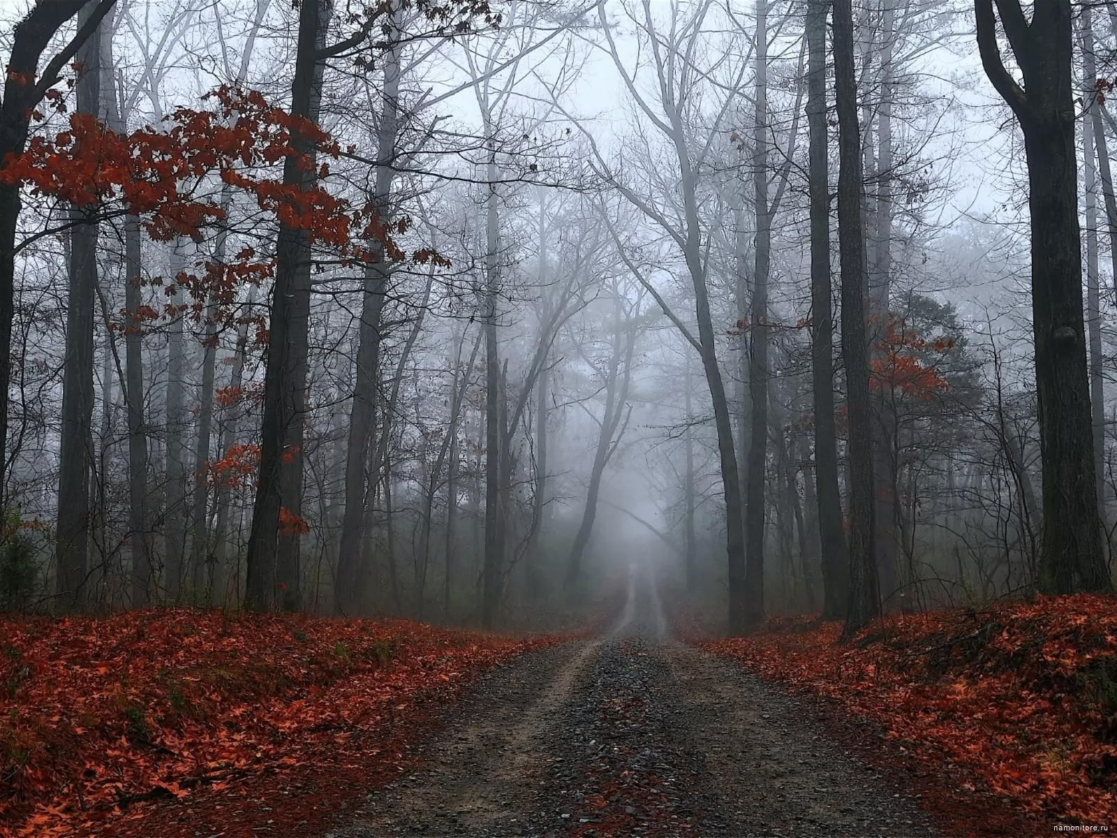 Foggy Road, Autumn, Fog, Forest, Nature, Sad X, Photografies, Photo Wallpaper. Best Quality