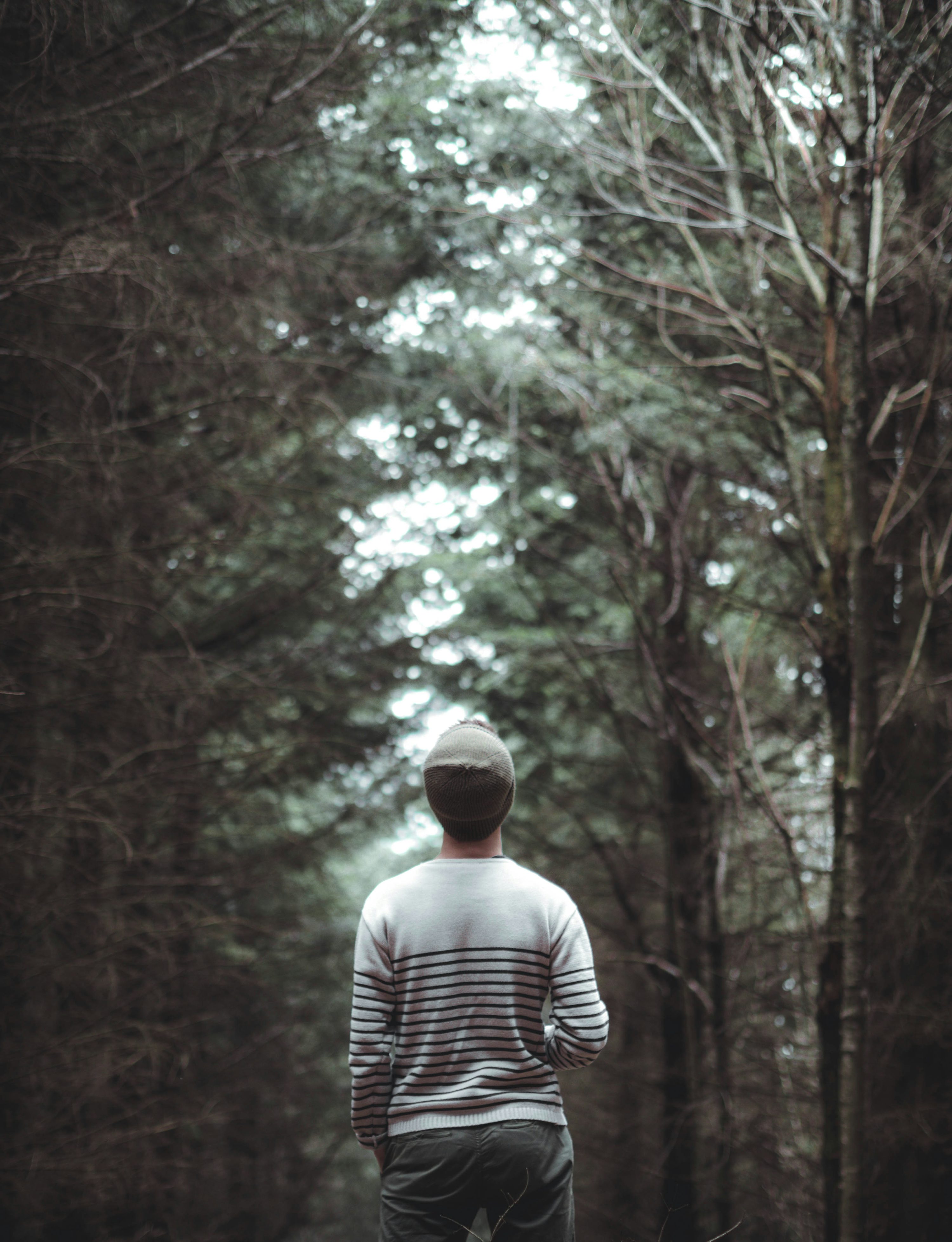 Alone In The Forest Picture. Download Free Image