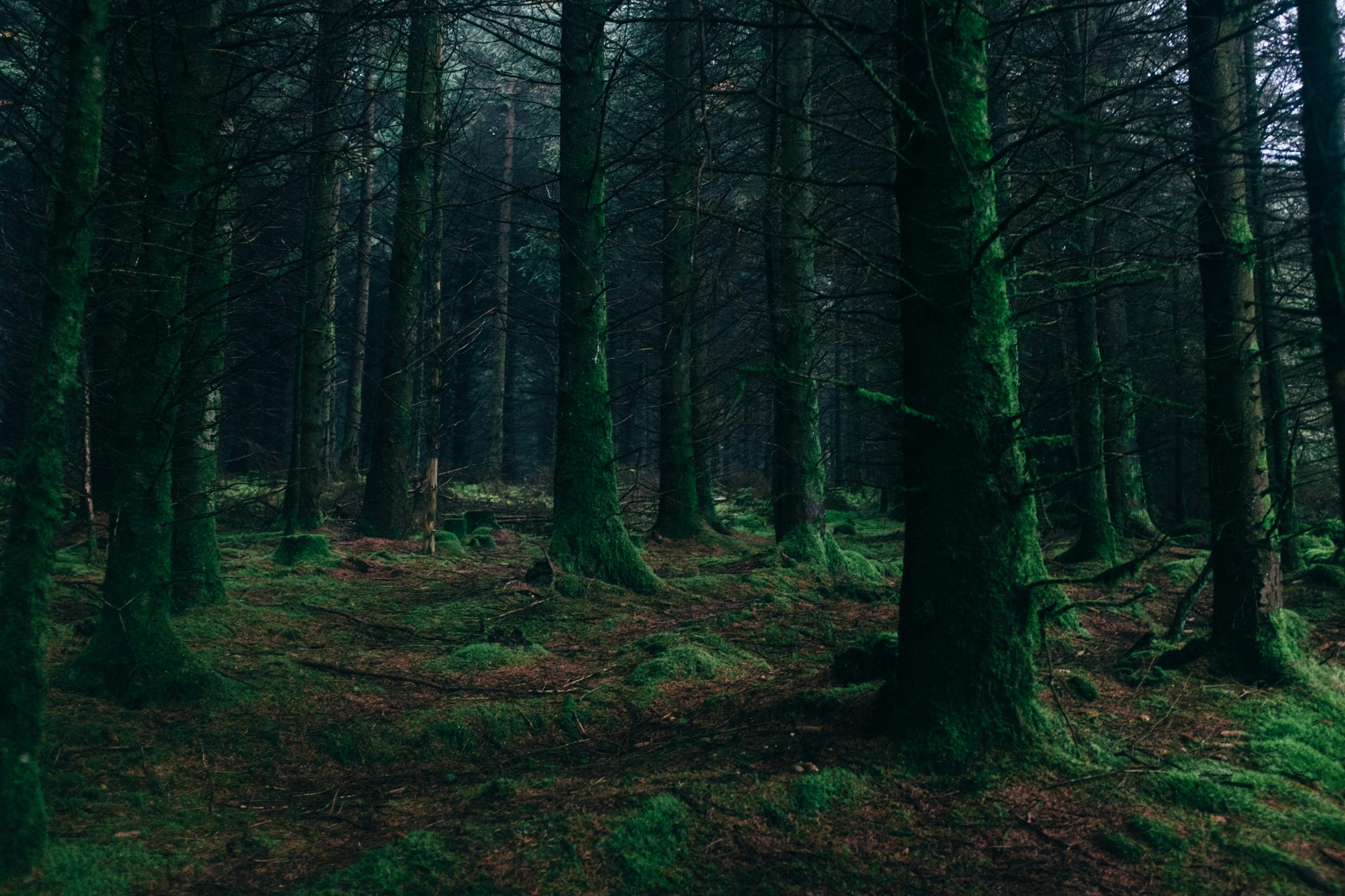 Dark Forest Picture [HD]. Download Free Image