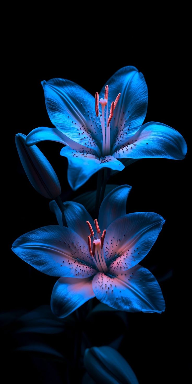 Wallpaper Xiaomi Poco F7 Pro & Ultra