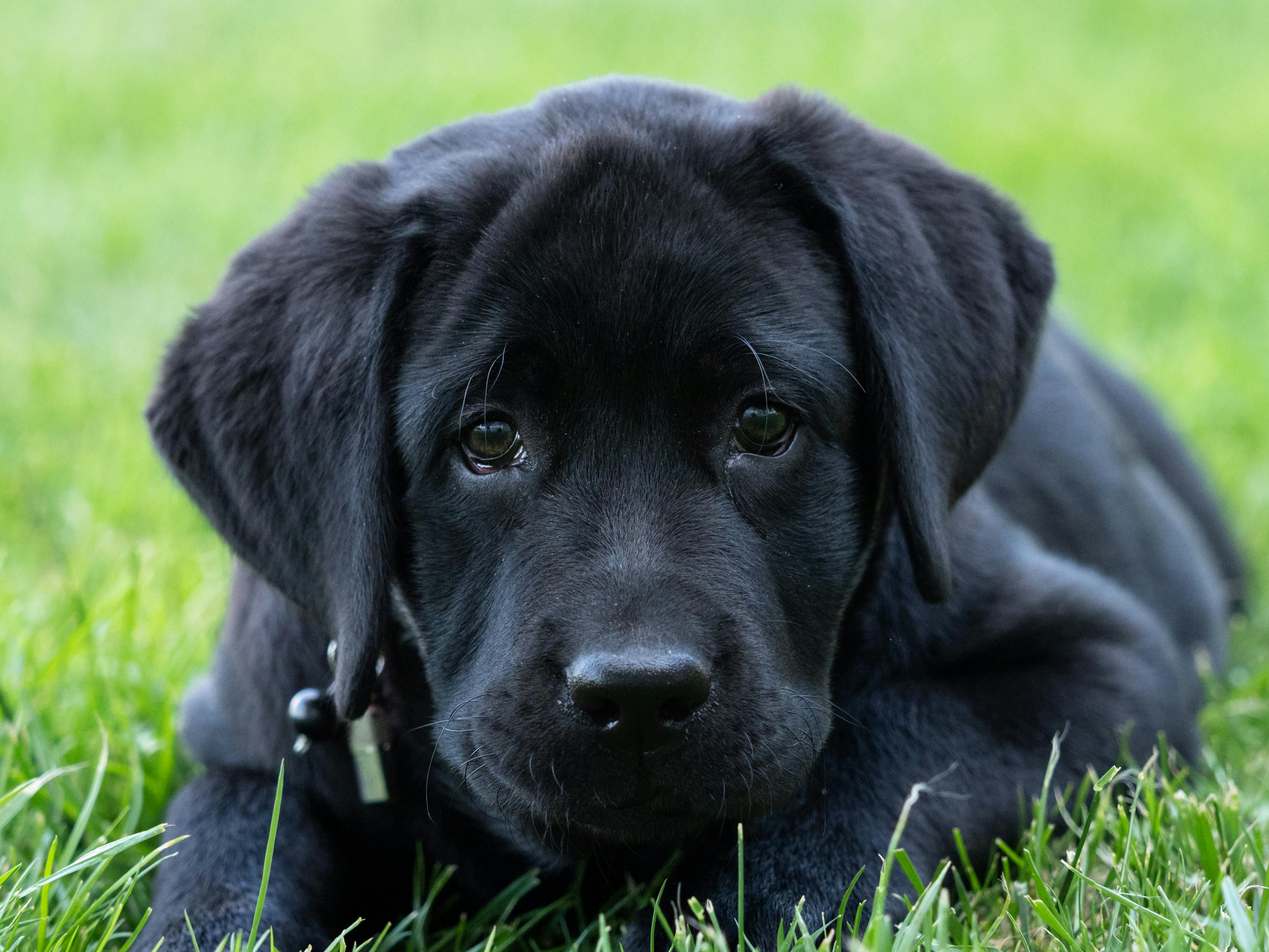 Close Up Photo Of Black Dog · Free