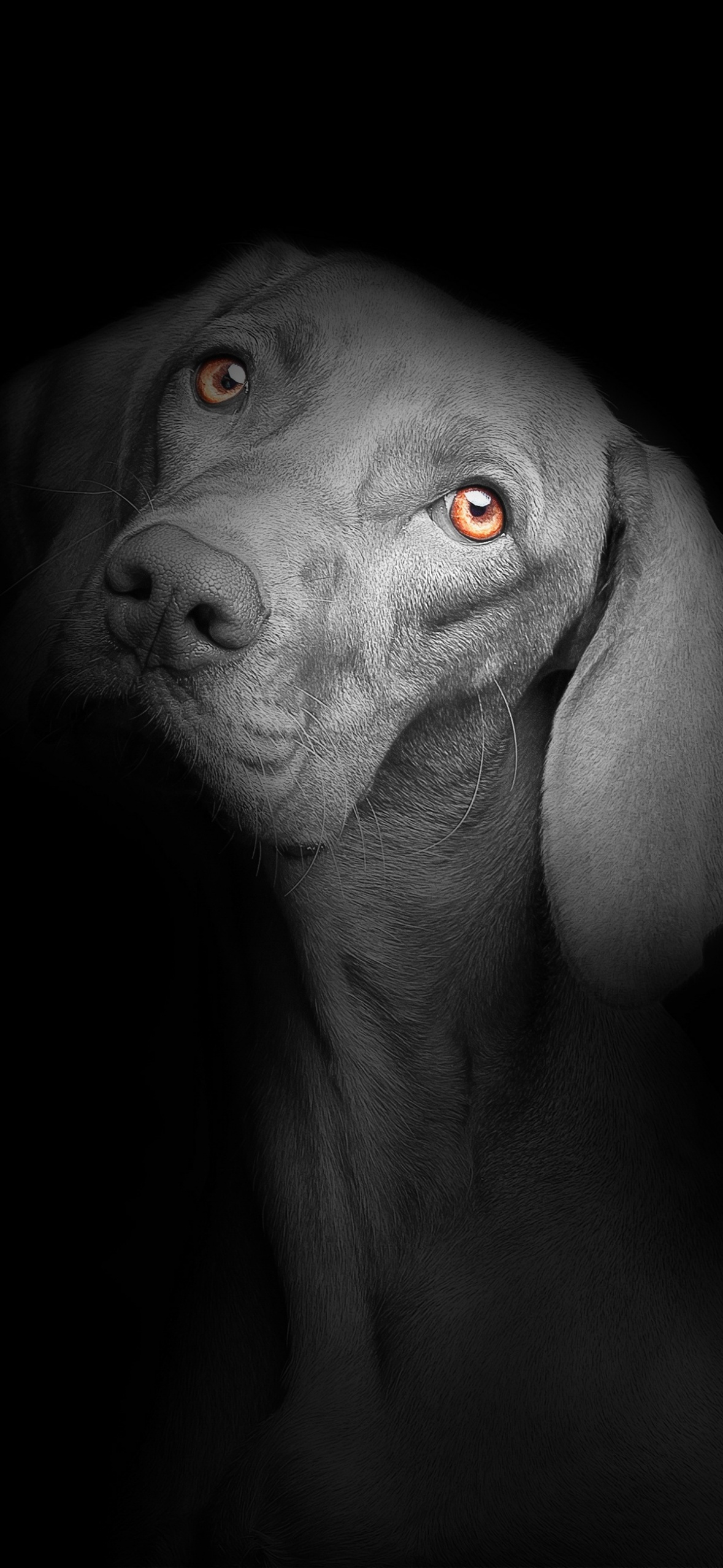 Black dog Wallpaper 4K, Black background, Dark, AMOLED