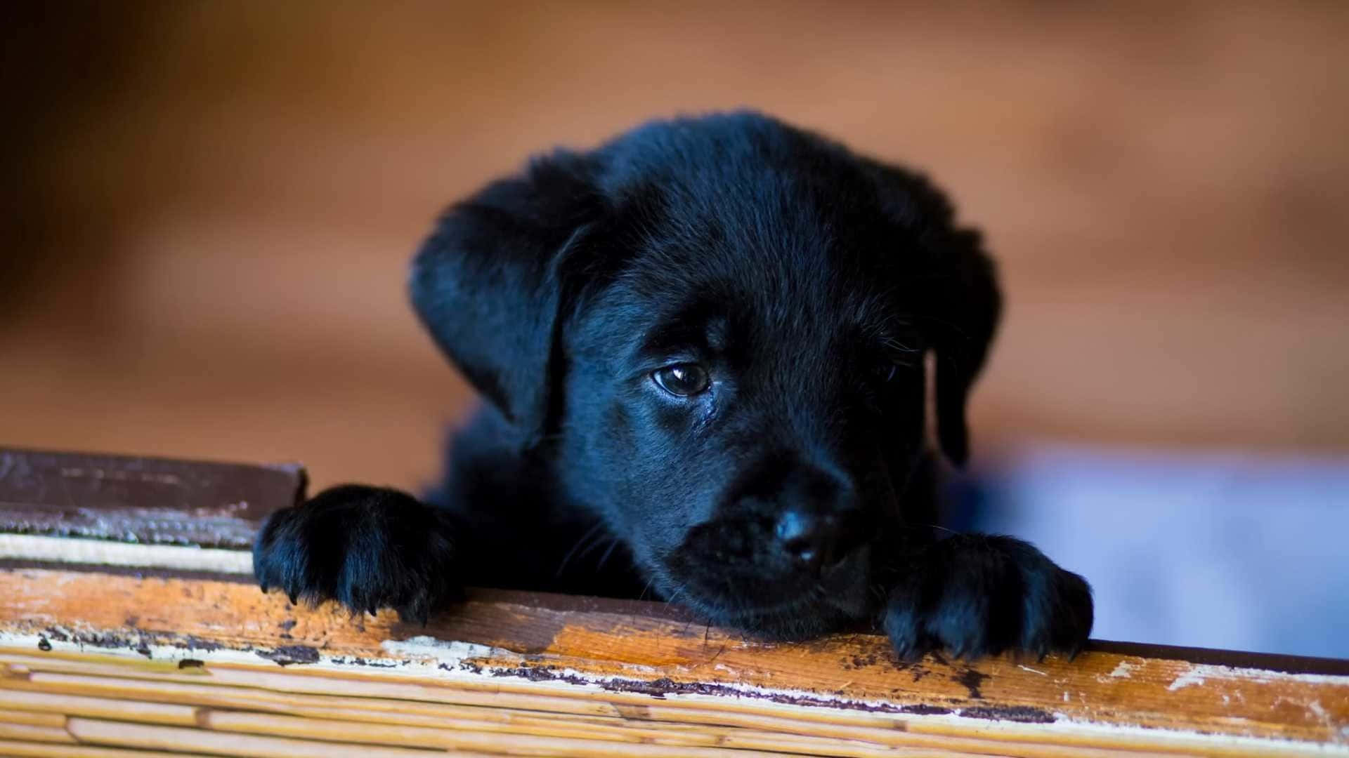 Download Black Lab Puppies Cute Ears Picture