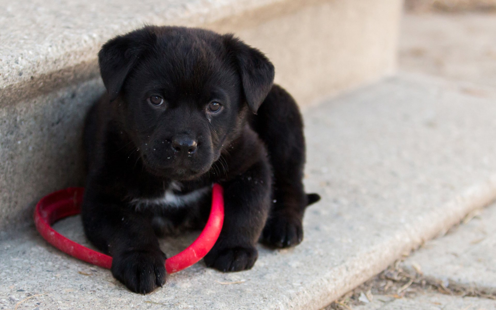 Adorable Black Puppy HD Wallpaper