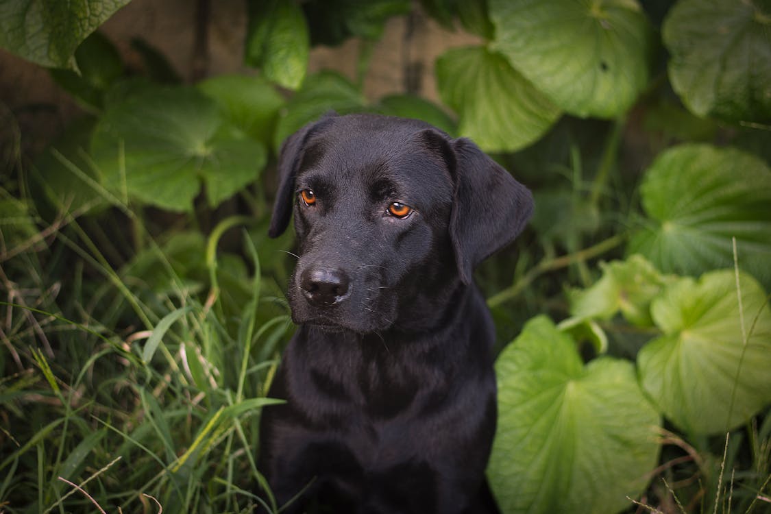 Cute Black Dog · Free