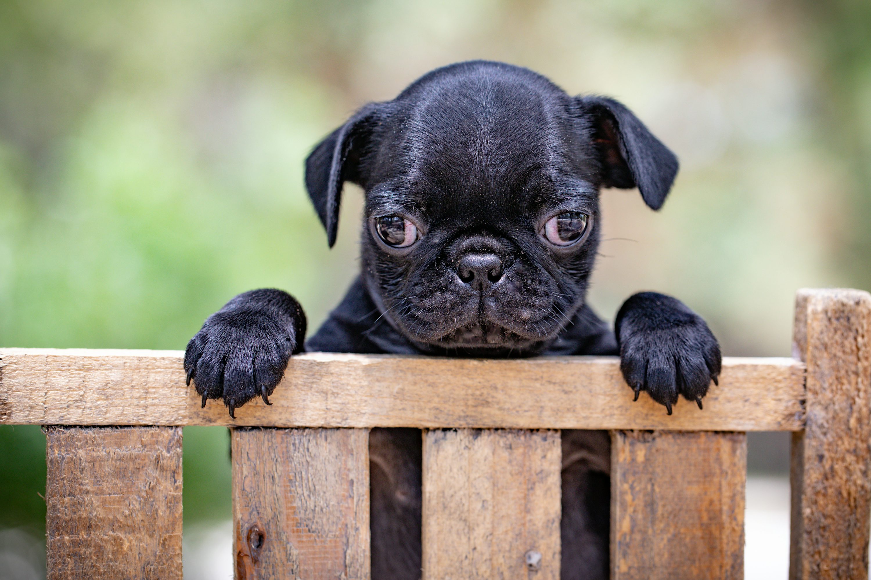 A small black dog sitting on top of a wooden bench photo