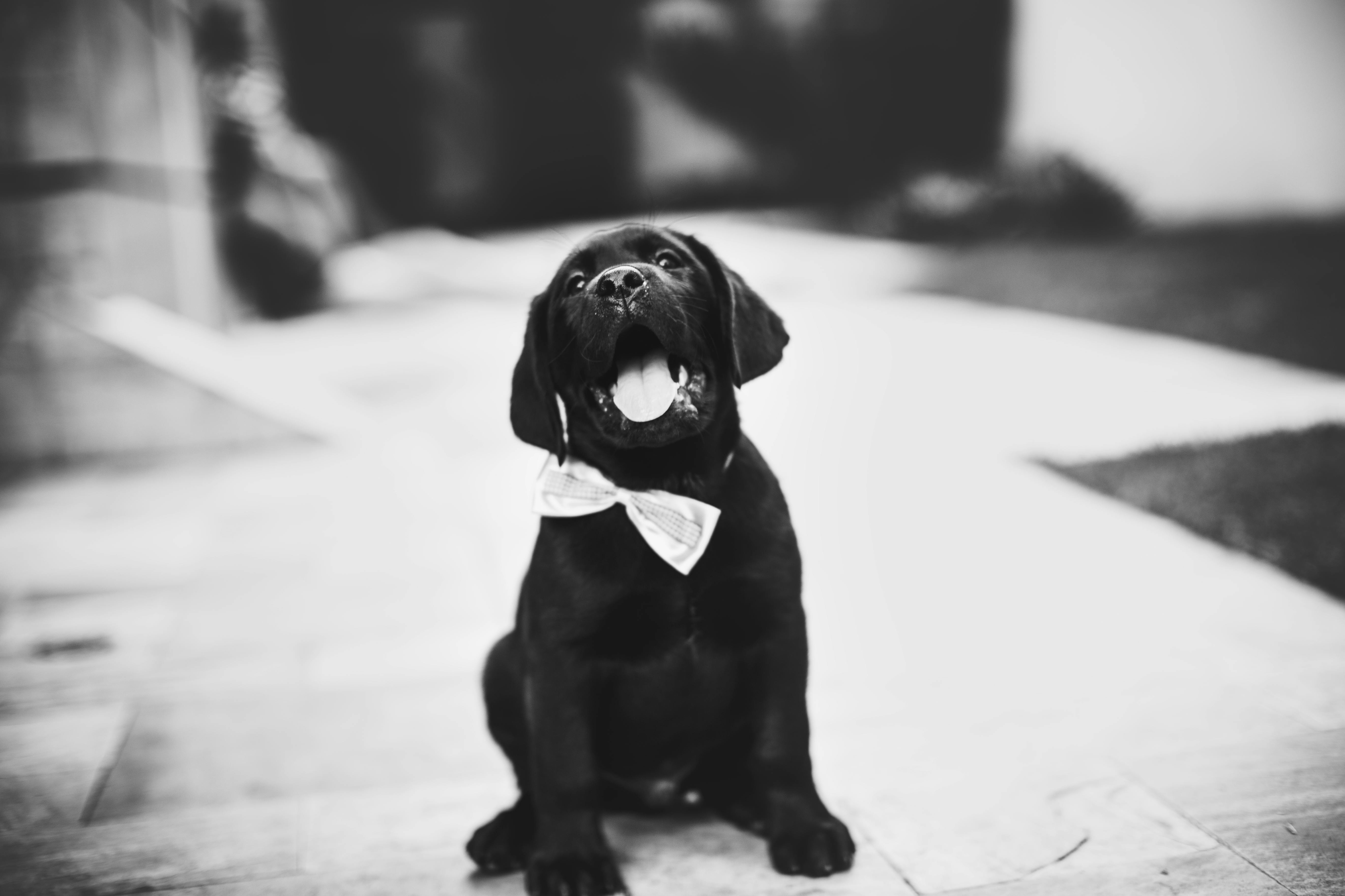 Black Dog Photo, Download The BEST Free Black Dog & HD Image