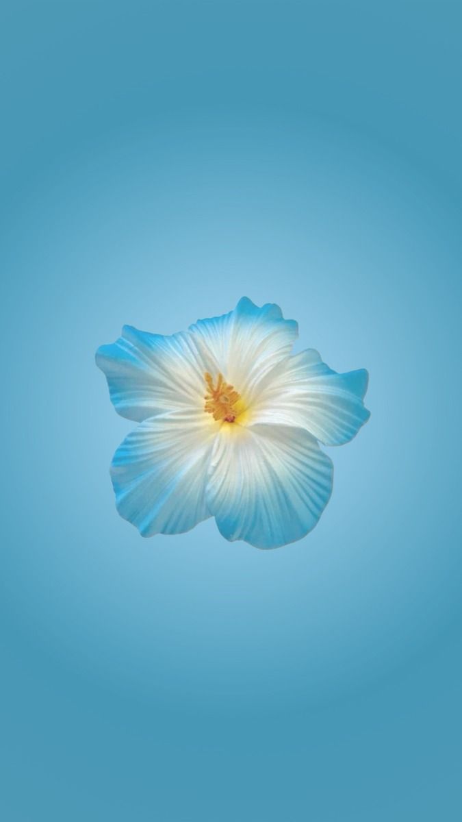 Blue Hibiscus Flower Summer Wallpaper