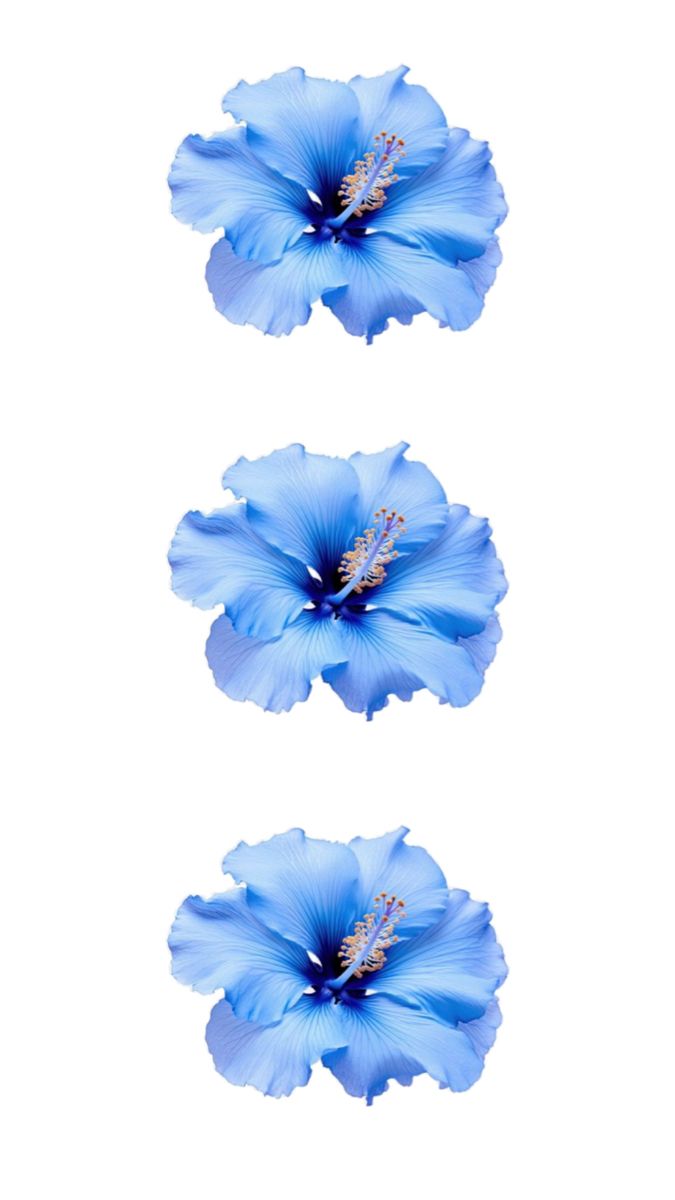 Blue hibiscus flower wallpaper. Flower wallpaper, Blue flowers, Hibiscus